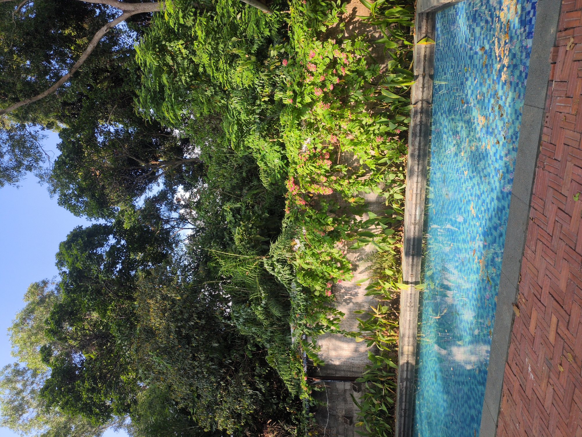 The image shows a swimming pool with blue tile, bordered by gray stone and brick pavers. Lush green foliage, including trees and flowering vines, flanks the pool. The scene is bathed in sunlight. The location appears to be Phú Quốc, Vietnam, based on the tropical vegetation.