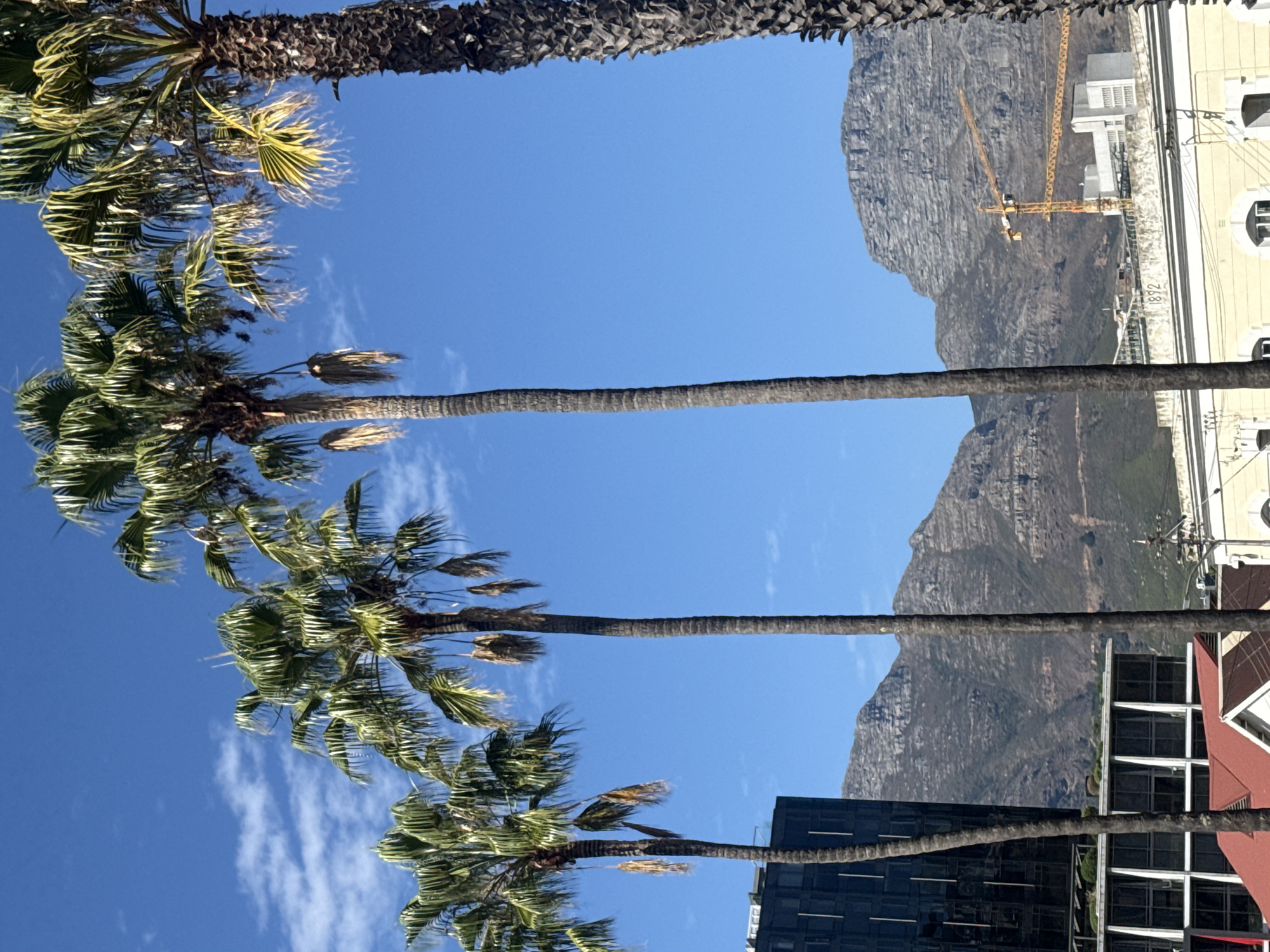 The image depicts a street scene in Cape Town, South Africa, featuring palm trees silhouetted against a clear blue sky and a view of Table Mountain in the background. Several tall palm trees dominate the foreground, while modern buildings with glass facades and red-tiled roofs are visible on either side of the trees. A crane is seen in the distance, suggesting construction activity. The orientation of the image is rotated 90 degrees counter-clockwise.