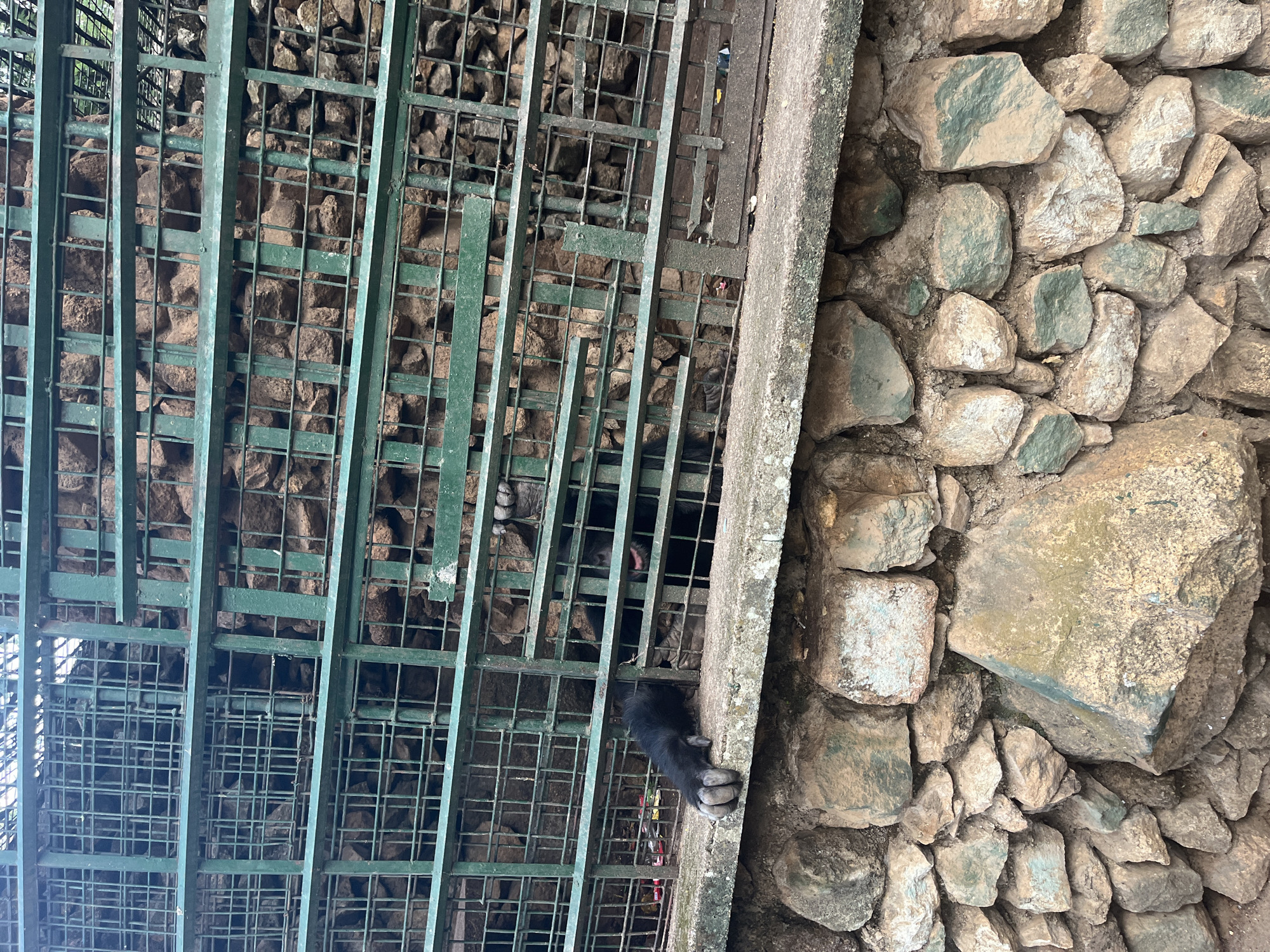 In Jos, Nigeria, a primate is observed behind a green metal cage, possibly at a zoo or wildlife sanctuary. The primate, appearing black, has one paw extended through the cage bars, resting on a concrete ledge. The background consists of a stone wall, providing a rustic enclosure. The cage bars are metallic green, and the environment suggests an outdoor setting.