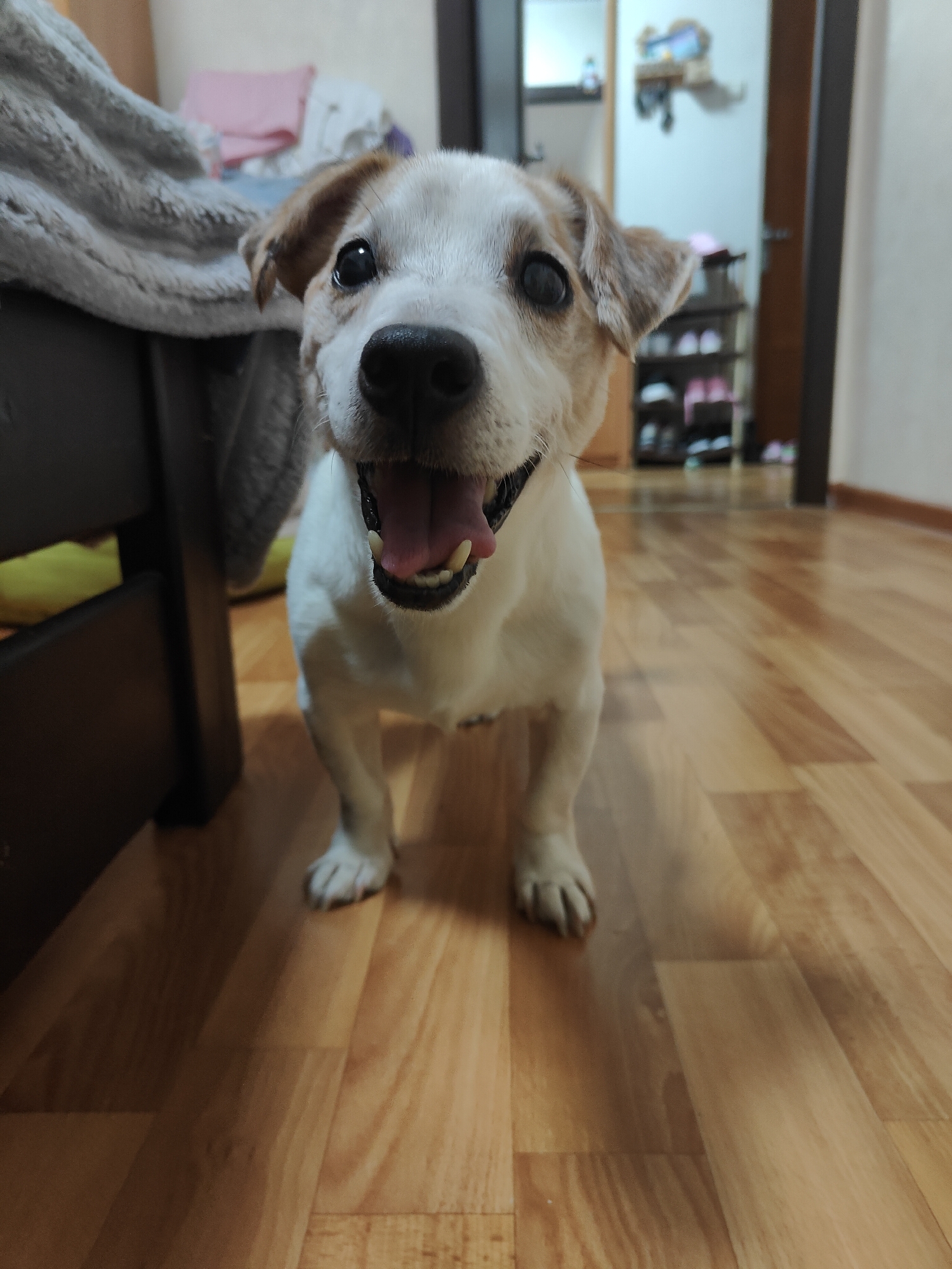 A Jack Russell Terrier is in the foreground, looking directly at the camera with its mouth open and tongue out. The dog is white with brown markings on its head and ears. It is standing on a polished wooden floor. To the left of the dog is a dark wooden piece of furniture, possibly a table or cabinet, with a folded gray blanket on it. In the background, a doorway leads to another room. There is a shoe rack with several pairs of shoes visible in the background. The overall environment suggests an indoor residential setting, likely an apartment in Chornomorsk, Ukraine.