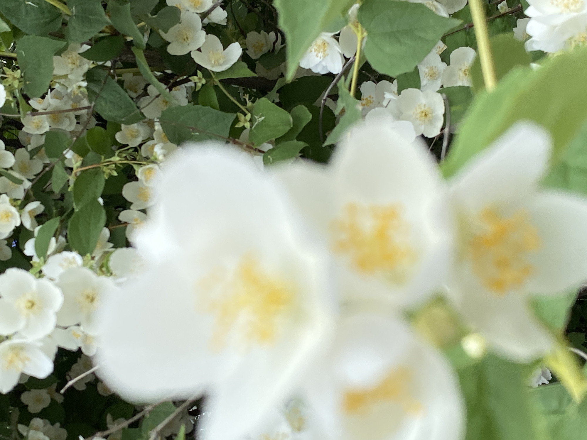 A close-up photograph depicts a cluster of white jasmine flowers with yellow centers, interspersed with green leaves. The image is out of focus, particularly in the foreground where large, blurry white petals dominate the frame. In the background, smaller, slightly more defined jasmine flowers and foliage are visible. The lighting is soft and natural, suggesting an outdoor setting, likely in a garden or park. The photograph does not contain any people, objects, or actions that would indicate a specific location within the city of Chaikovsky, Russia.