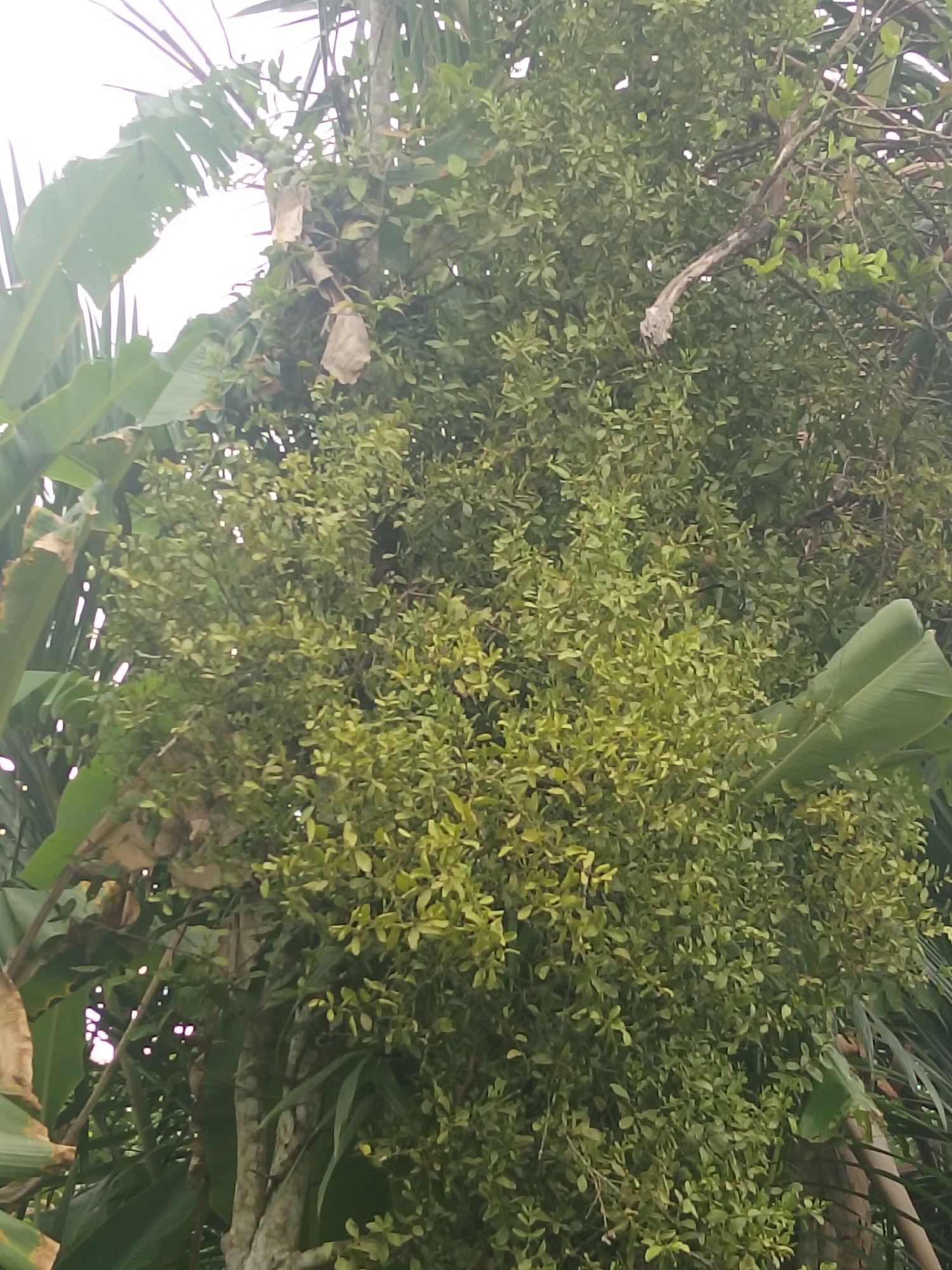 The image shows a dense green tree with banana leaves in the foreground, likely located in Meunyepayong, Indonesia. The tree is full of small, light green leaves and branches. There are also some brown, dry leaf-like structures hanging from the branches. The background is out of focus but appears to be a bright sky. The scene depicts a natural environment, possibly a garden or a forest. There are no people or animals visible in the image, and no actions or interactions are depicted.