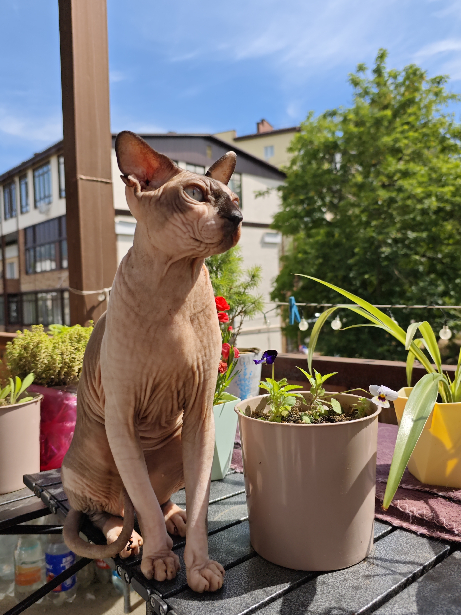 An outdoor scene in Pyatigorsk, Russia, depicts a Sphynx cat positioned on a dark, slatted table. The cat, exhibiting a light brown, wrinkled skin tone with darker pigmentation on its muzzle and ears, is seated upright, facing right and looking slightly upwards. Its tail is curled to its left side, resting on the table surface, and its front paws with visible claws are also on the table.
To the immediate left of the cat, a pink pot contains a dense, light green plant. Directly to the cat's right, a beige cylindrical pot holds small green plants, one featuring a single dark purple pansy flower. Further to the right, a yellow hexagonal pot contains a tall, light green leafy plant. Between the cat and the yellow pot, a deep red flowering plant is partially visible in a light blue container. Under the yellow pot, a maroon woven mat is present.
Behind the table, a dark brown balcony railing spans the width of the frame. Small, white, spherical lights are strung along this railing, and a blue clothespin is attached to the railing approximately halfway between the cat and the yellow pot. A tall, brown vertical beam, likely a structural element of the balcony, rises on the left side of the frame, behind the cat.
In the background, under a clear, bright blue sky with minimal cirrus clouds, urban structures are visible. A light-colored building with multiple dark-framed windows stands to the left. Further back and to the right, another building with a light facade and a dark roof section is present. A large, vibrant green deciduous tree dominates the central background, its foliage illuminated by direct sunlight, which also casts strong shadows on the table and balcony elements. On the ground level, beneath the table, two plastic bottles—one with an orange label and one with a blue label—are partially visible.