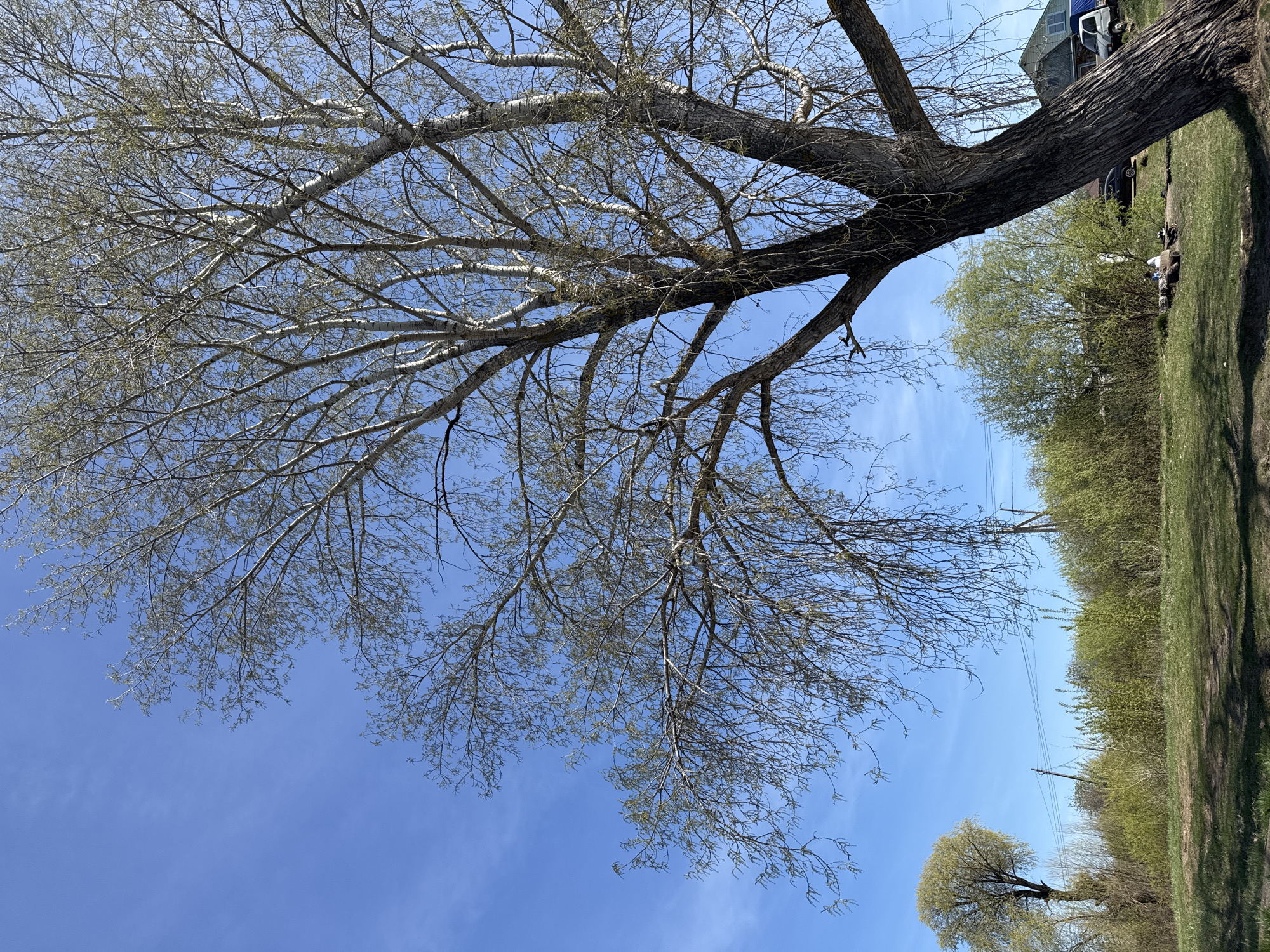 The image depicts a large, leafless tree with a thick trunk and many bare branches against a bright blue sky with thin cirrus clouds. The tree is located near a grassy area with a line of trees and bushes. In the background, parts of a building and a vehicle are visible. Power lines are seen running through the scene. The location is suggested to be Chaikovsky, Russia.