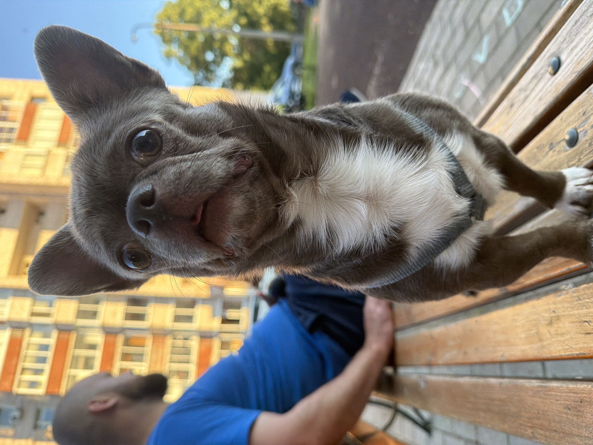 A small, grey chihuahua dog with large ears and a white chest patch stands on a wooden bench. The dog is facing the camera with its mouth slightly open. In the background, a person wearing a blue shirt is sitting on the same bench, with their back to the camera. Behind them is a tall, orange and white building. The scene appears to be outdoors in a city. This image was taken in Votkinsk, Russia.