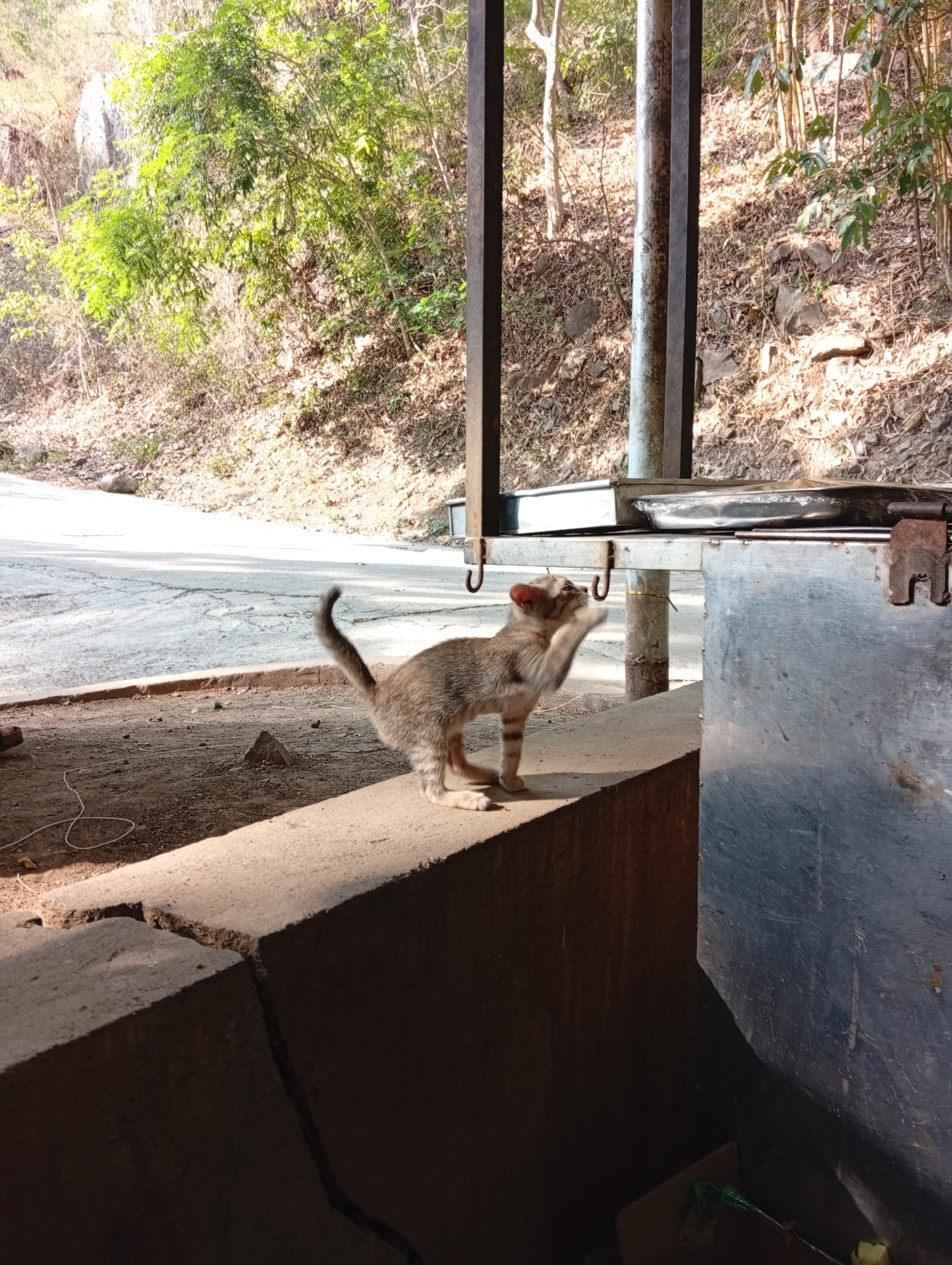 In Tân Phú, Vietnam, a tan and grey striped kitten stands on a concrete block near a metal food preparation stand. The kitten is swatting at the metal hooks hanging from the stand. The surrounding environment includes a paved road, a dirt area, and a hillside covered in trees and vegetation. Sunlight illuminates the scene.