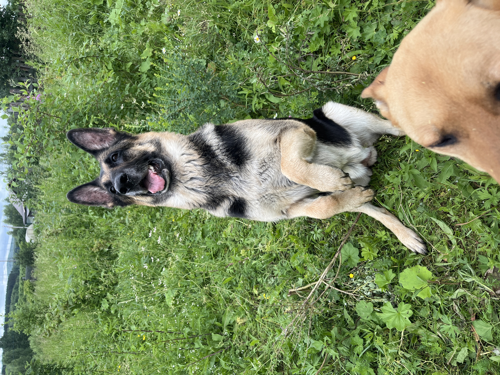 An overhead shot captures a German Shepherd dog sitting upright on its hind legs in a grassy, outdoor environment. The dog's mouth is open, and its tongue is visible, suggesting it is panting or perhaps engaging with someone off-camera. The dog's paws are held in front of its chest, and its body is partially obscured by another dog's head, which is in the foreground and out of focus. The background is filled with lush green vegetation, including tall grasses and various plants, with a hint of trees and a structure in the distance, possibly indicating a rural or semi-rural setting. The overall scene suggests a casual outdoor activity with pets. The location is the city of Nizhny Tagil, Russia, which is known for its industrial heritage and surrounding natural landscapes.