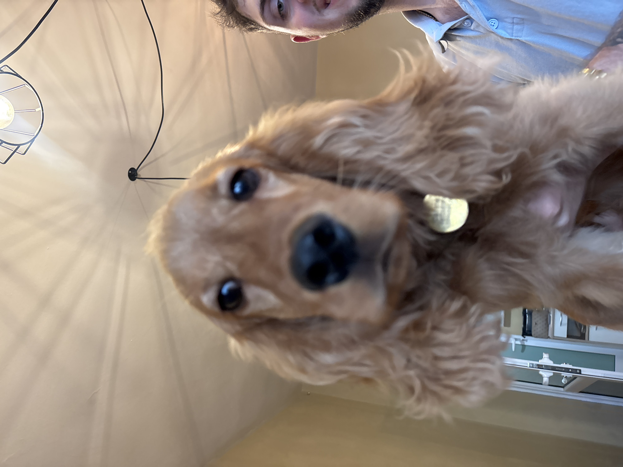 The image, taken in Plovdiv, Bulgaria, captures an intimate, low-angle perspective looking up at a person holding a dog indoors. In the immediate foreground, a fluffy, light-brown dog, possibly a cocker spaniel, is prominently featured, with its dark nose and bright eyes looking directly at the camera. A small, circular golden tag hangs from its collar.
Above and behind the dog, the lower part of a person's face is visible, showing a beard and a hint of a smile. The person is wearing a light blue collared shirt. The background consists of a light-colored ceiling or wall. To the left, a modern, industrial-style light fixture with a metal cage design is illuminated, casting striking, radial shadows across the surface. Black electrical wires run across the ceiling. In the lower right corner, parts of what appear to be white furniture or cabinetry are visible. The dog's expression seems curious and engaged. There is no visible text in the image.