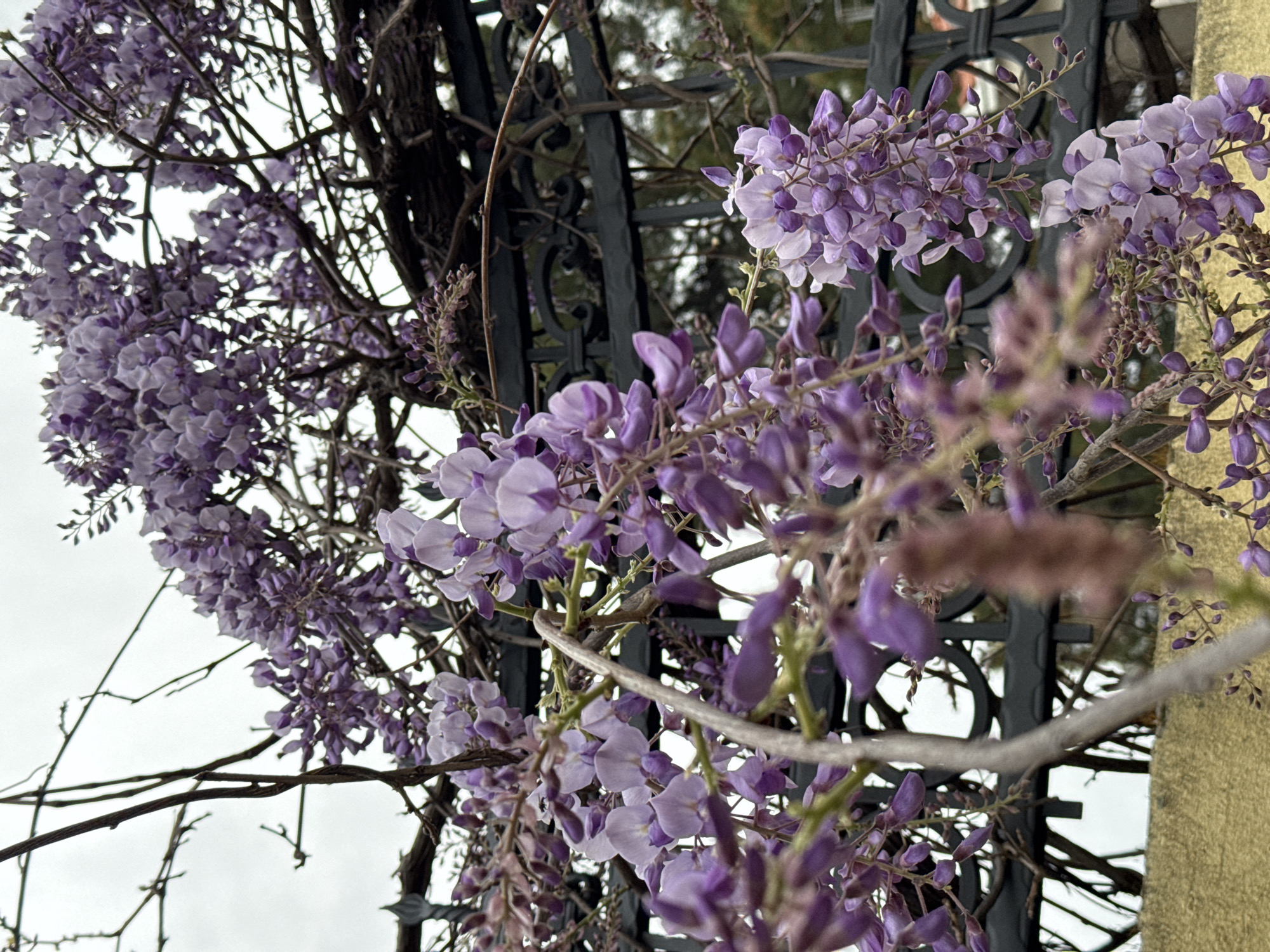 The image features wisteria flowers in bloom, with purple and lavender petals. The flowers are growing on a vine, which is partially obscuring a black metal fence. The scene is set in Šušanj, Montenegro, although this location detail is not directly visually discernible from the image itself. A building with a light brown or yellow exterior is partially visible to the right of the flowers. The sky appears overcast.