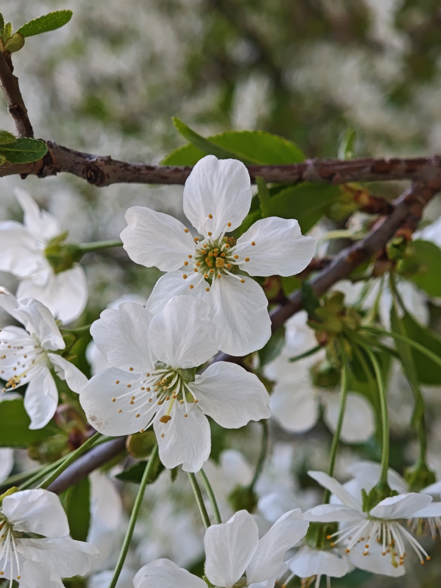 The image shows a close-up view of white cherry blossoms on a tree branch. The flowers have five petals and yellow stamens. The background is blurred, suggesting other blossoms and green leaves. The location is not possible to determine from this image.