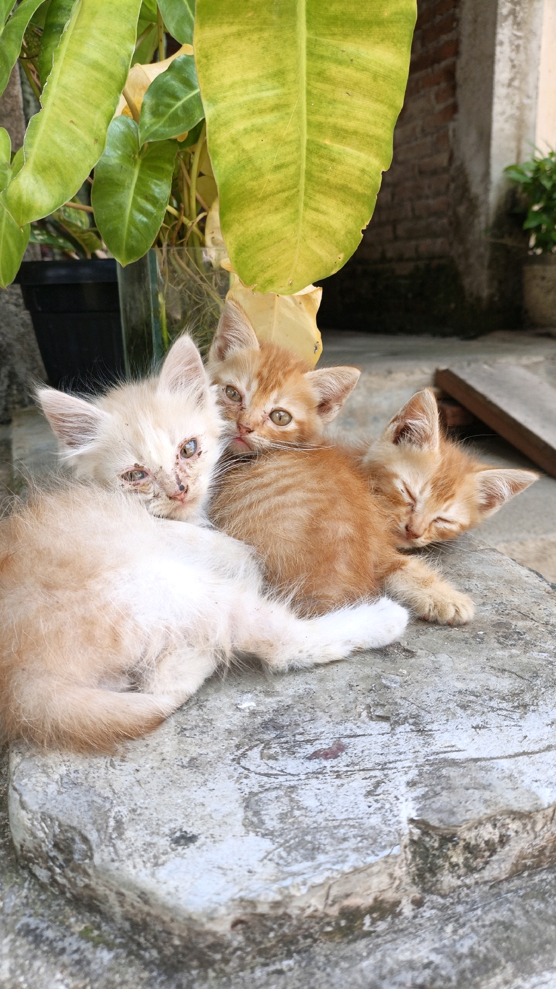 Three kittens, two ginger and one cream-colored, are nestled together on a concrete surface outdoors. The cream-colored kitten on the left has visible scabs and dirt around its eyes and nose, and its fur appears somewhat matted. One ginger kitten in the center is looking towards the viewer with its tongue slightly out. The other ginger kitten on the right is sleeping, its eyes closed. They are positioned near a potted plant with large green and yellow leaves, and a brick wall is visible in the background. The scene is likely situated in an outdoor area of a residential property in Cikal, Indonesia, suggested by the presence of the plant, brick structure, and common outdoor surfaces.