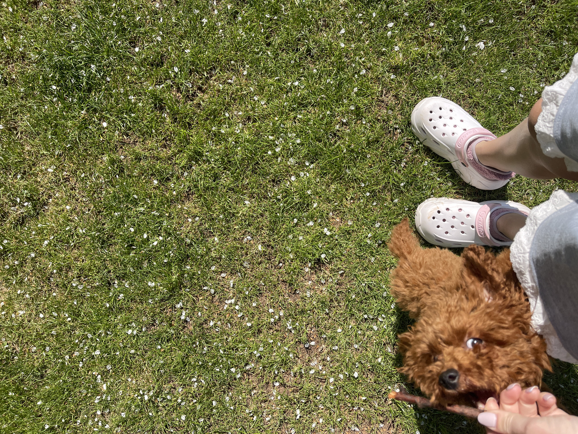 The image shows a patch of green grass littered with small white flower petals. A person wearing white Crocs-style shoes with pink details stands on the grass. Beside the person's feet is a small brown poodle chewing on a small stick held by a manicured hand. The setting appears to be outdoors on a sunny day. There is no information to suggest the location is in Sofia, Bulgaria.