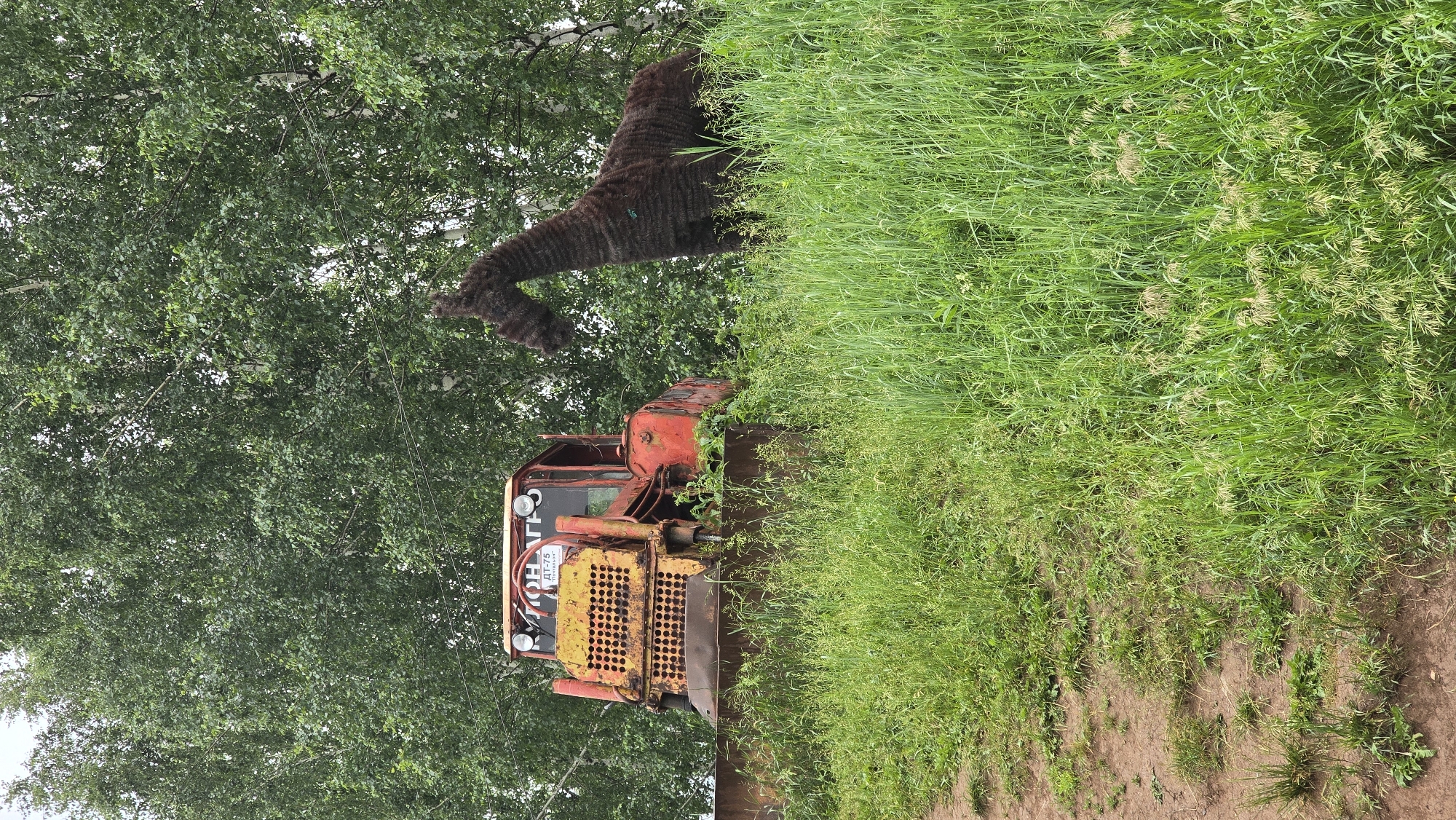 An aged, red and yellow tractor, identified as a DT-75, sits partially overgrown with grass and vegetation in a rural setting. To the right of the tractor, a dark brown, woven sculpture of a horse stands on a grassy incline. The background is dominated by a dense canopy of green trees, likely birch, suggesting a temperate climate. A dirt path is visible on the left side of the image. The overall impression is one of a rustic or abandoned outdoor space, possibly in or near Bol'shoi Mashlyak, Russia, where the tractor and sculpture are displayed.