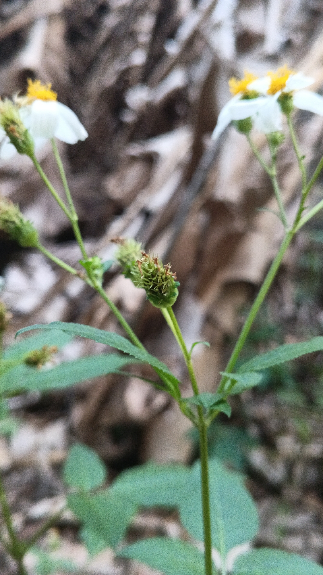 A close-up, slightly blurred, vertical shot captures a few delicate white flowers with yellow centers on thin green stems. The foreground is dominated by broad, serrated green leaves. In the midground, a few developing seed heads, small and spiky green pods, are visible. The background is a soft blur of brown, woody-looking material, possibly dried leaves or bark. The lighting is natural and diffused, creating a soft focus effect. The scene appears to be an outdoor environment, likely a garden or natural area.
