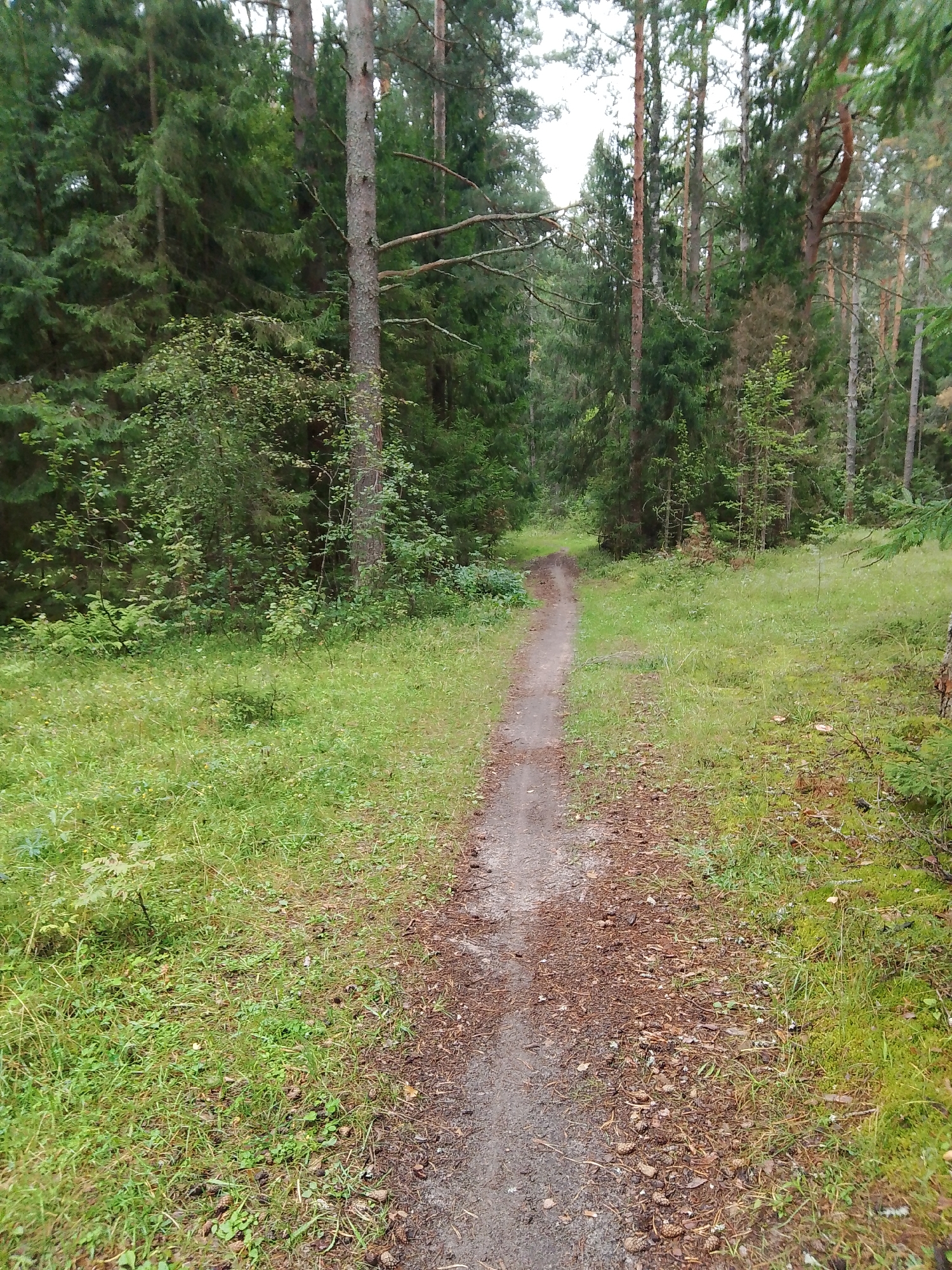 The image shows a narrow, unpaved dirt path winding through a dense coniferous forest. The path is covered with pine needles and small twigs. Tall pine and spruce trees with dark green foliage dominate the scene, creating a shaded environment. Lush green grass and undergrowth line the sides of the path. The ground is uneven and appears to be a natural forest floor. The sky is overcast, suggesting a cloudy day. There are no people or animals visible in the image. The setting is consistent with a natural park or a remote forest area. This location appears to be a park or nature trail within the city of Dobrograd, Russia.