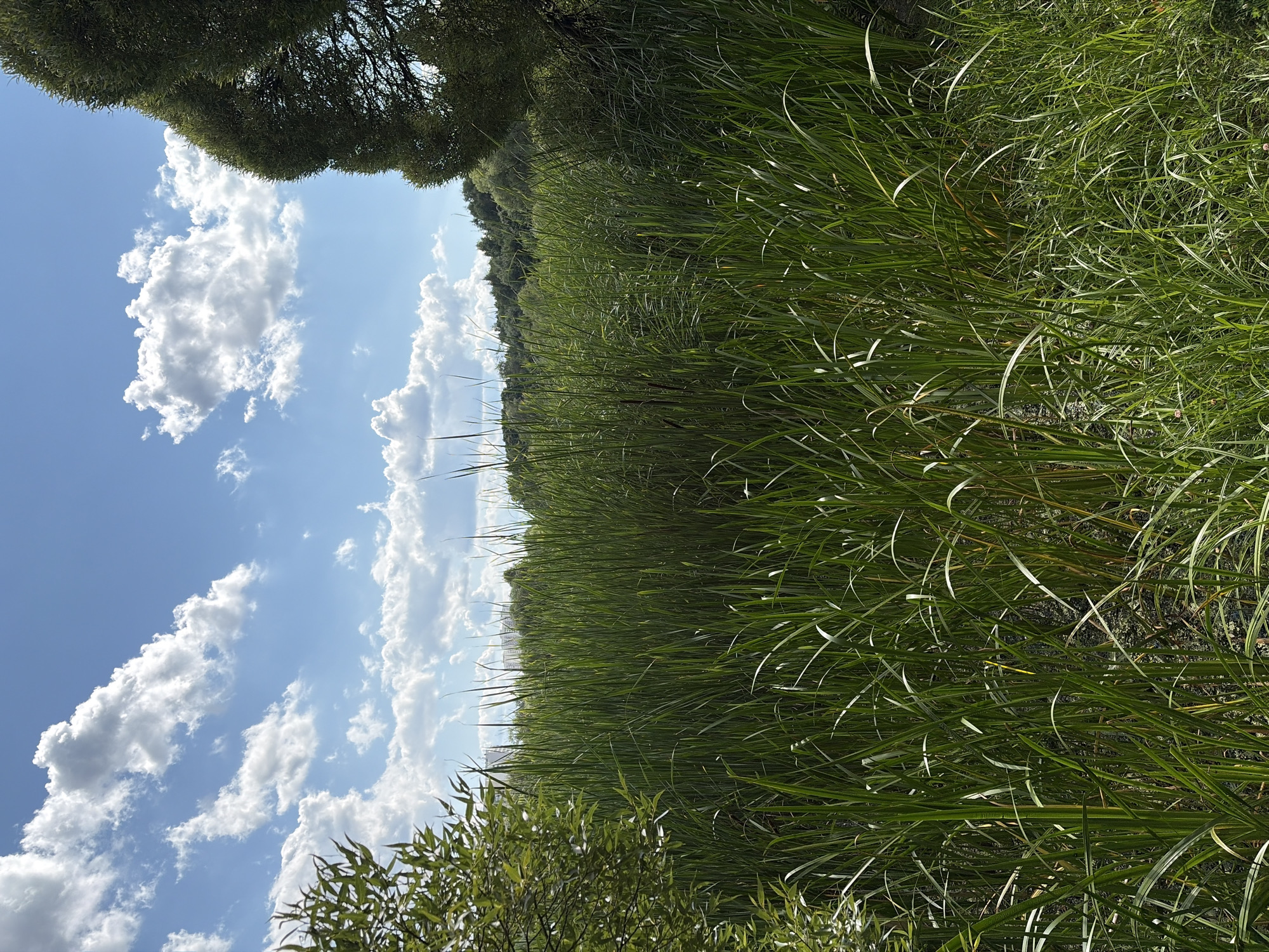 The image captures a sunlit outdoor scene dominated by tall, green reeds and cattails, suggesting a wetland or marshy area. The reeds are densely packed and extend across the mid-ground and foreground. In the background, a line of trees forms a green border against a bright blue sky filled with fluffy white cumulus clouds. To the far right, the dense foliage of a large tree partially obscures the sky and the reeds. The overall impression is of a natural, undeveloped environment under a clear sky. The provided context indicates this scene is located in the city of Khimki, Russia. No people or specific activities are visible.