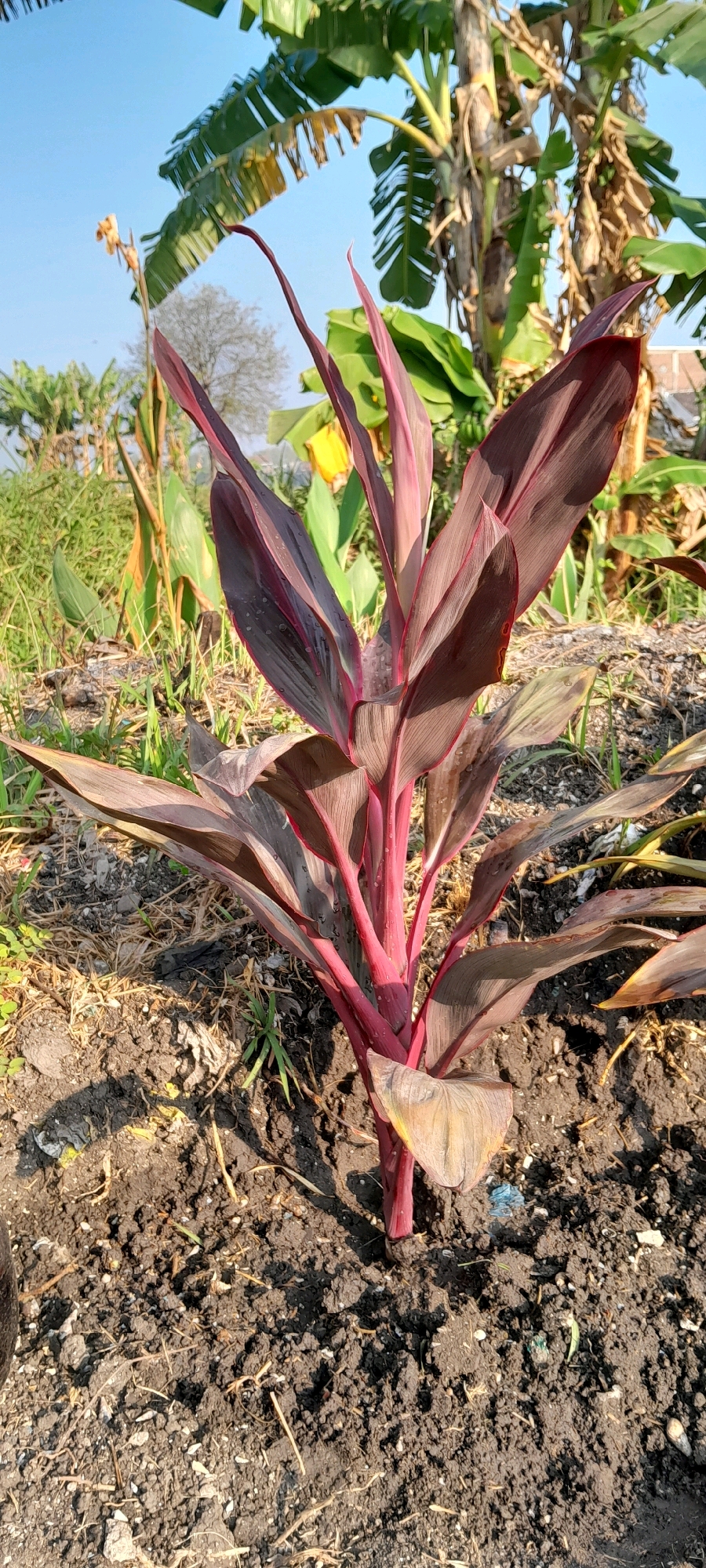A close-up, eye-level shot captures a vibrant Cordyline plant with deep red-purple leaves and stems, its base firmly planted in dark, loamy soil. The plant's leaves are elongated and lance-shaped, with some showing signs of drying at the edges. Scattered on the soil are small twigs and dried grass. In the background, out of focus, are banana trees with their characteristic large green leaves and thick trunks, suggesting a tropical or subtropical environment. The sky above is a clear, bright blue, indicating a sunny day. The overall scene evokes a garden or natural landscape, likely in Bendungan, Indonesia, given the presence of banana trees and the plant's tropical characteristics.