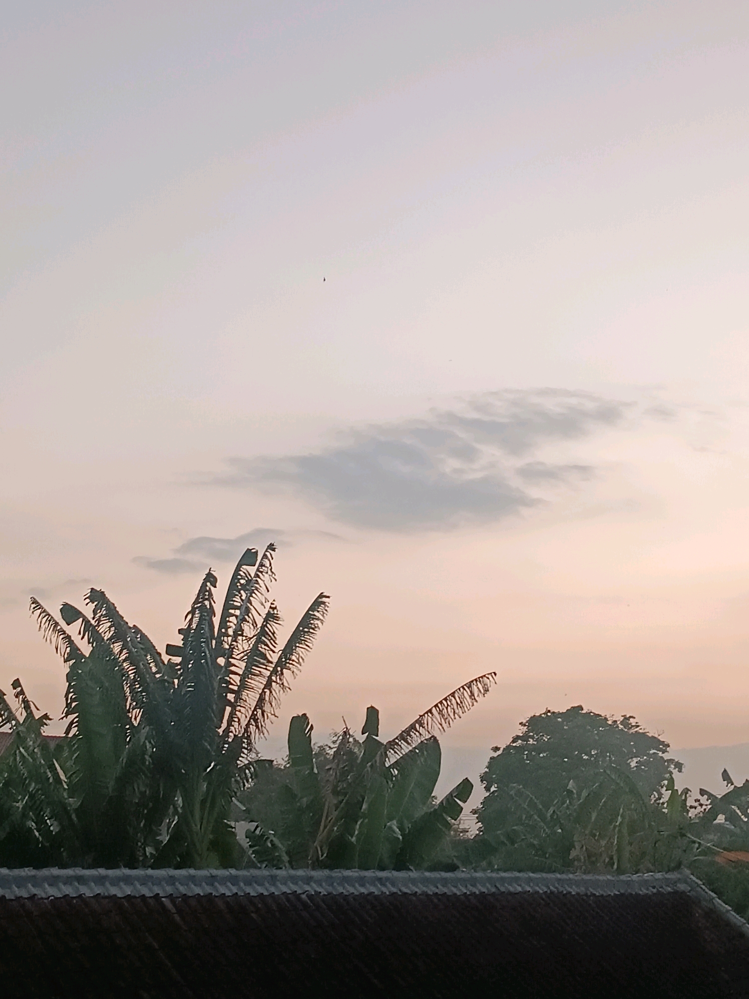 In Tabanan, Indonesia, a twilight scene unfolds over a residential rooftop. The foreground is dominated by the weathered, dark gray tiles of a house's roof, its texture suggesting age and exposure to the elements. Above the roofline, a dense cluster of banana trees with their broad, green leaves and tattered fronds creates a verdant barrier. To the right, a mature, full-canopied tree rises, its dark green foliage contrasting with the softer hues of the sky. The sky itself transitions from a pale, almost white hue at the top to a warm, peachy-pink glow near the horizon, indicative of either sunrise or sunset. A few wispy, light gray clouds drift across the sky, adding subtle texture. In the vast expanse of the sky, a tiny, dark speck, likely a bird in flight, is visible high above the treeline. The overall impression is one of tranquility and the quiet beauty of a tropical evening or morning.