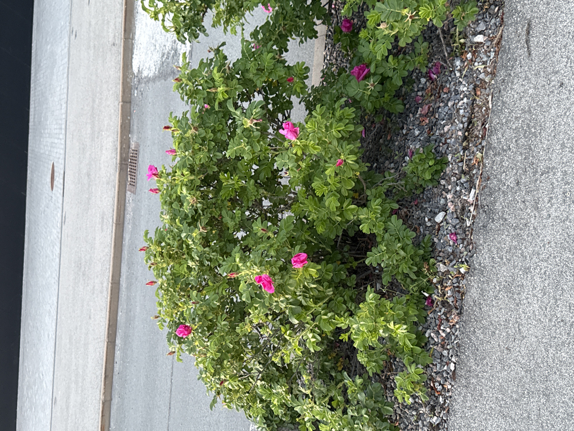 The image shows a close-up of a rose bush with pink flowers and green leaves. The bush is planted on a gravel bed next to an asphalt surface, likely a sidewalk or road. In the background, a paved area with visible stones and a drain grate can be seen, suggesting an urban or suburban setting. The lighting indicates it is daytime. The image does not contain any specific landmarks or context that would pinpoint its location in Tallinn, Estonia.