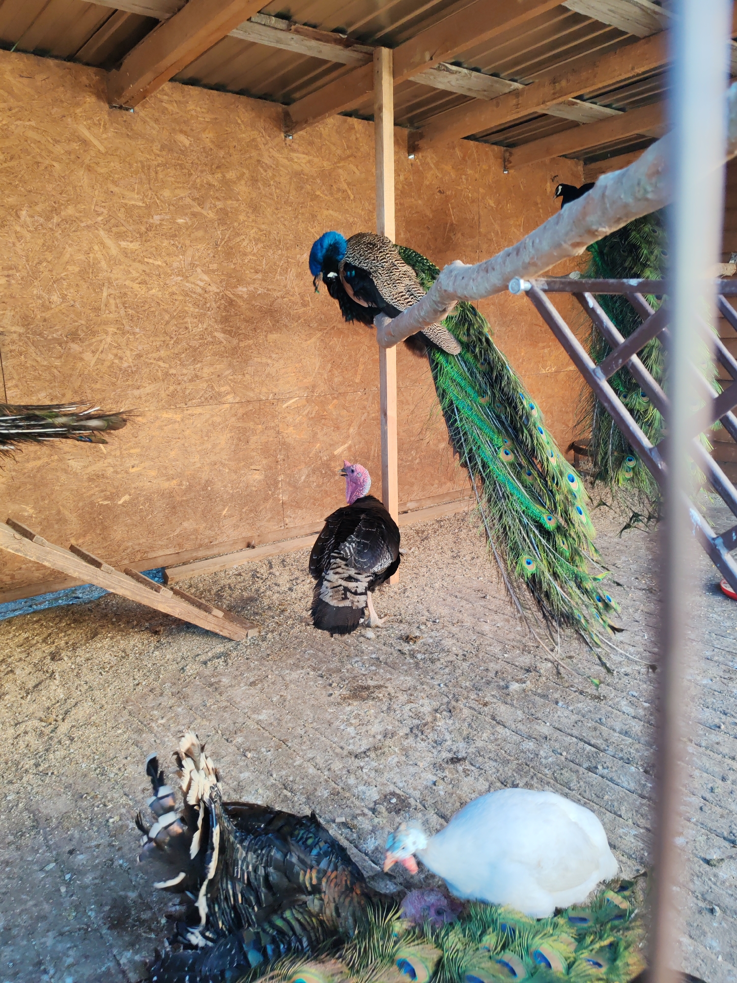 The image depicts a group of birds, including peacocks and a turkey, inside a wooden enclosure in Bor, Russia. The enclosure has a rough wooden wall and a corrugated metal roof supported by wooden beams. A large peacock with iridescent green and blue tail feathers is perched on a horizontal branch in the center of the frame, its head lowered. To its left, another peacock's tail feathers are visible. In the foreground, a turkey with dark plumage and a pinkish head stands facing away from the camera. Another bird, possibly a guinea fowl, with white plumage, is situated in the lower right quadrant, near discarded peacock feathers. The ground is covered with gravel and what appears to be wood shavings or similar bedding material. A wooden ramp is leaning against the back wall on the left side of the enclosure. The overall environment suggests an aviary or farm setting.