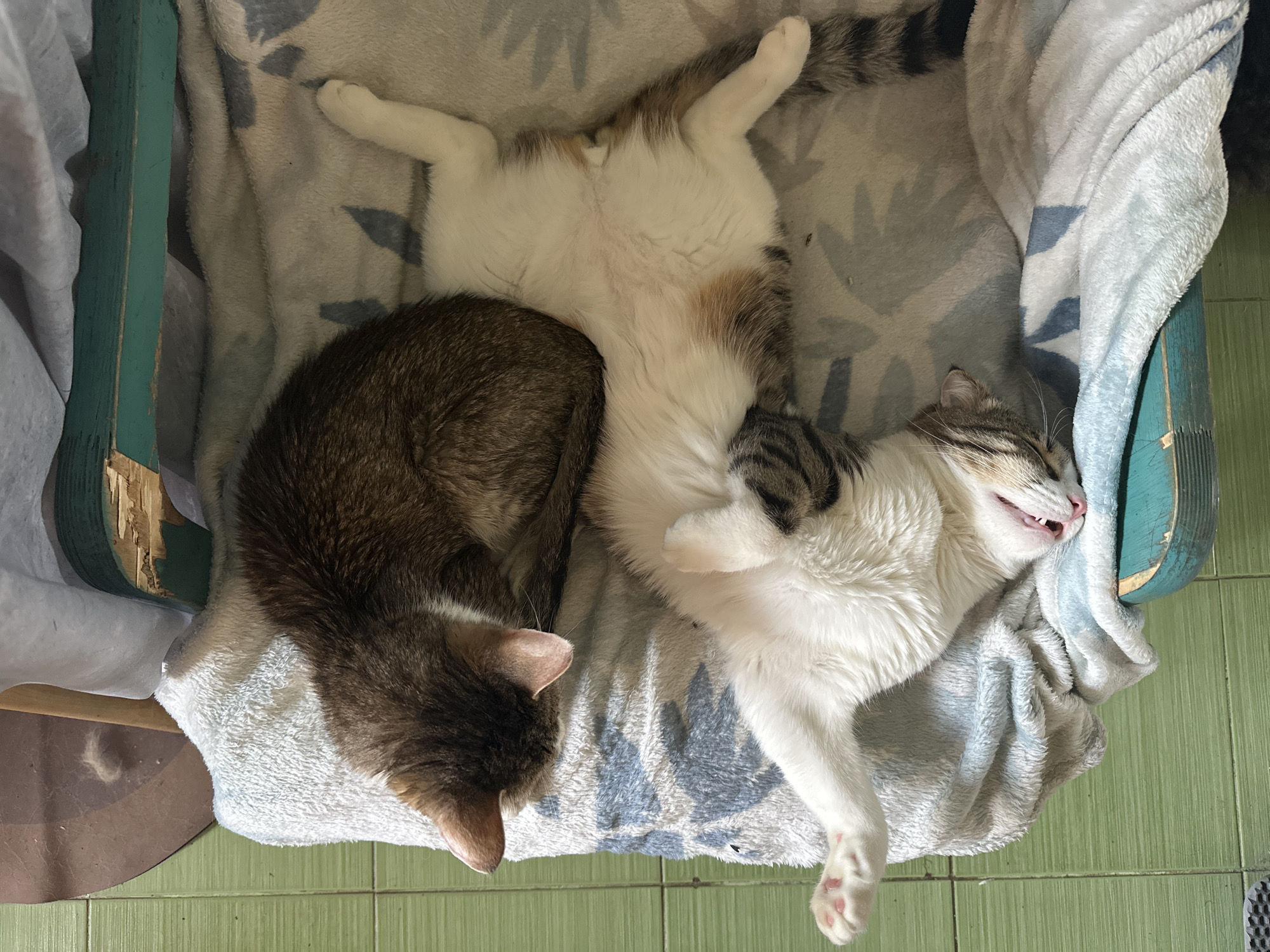 Two cats are resting on a gray and blue patterned blanket within a teal chair. One cat is brown, curled in a ball with its head tucked down. The other cat is white with brown and gray spots, lying on its back with limbs extended. The chair is positioned on a green tiled floor. The location is Zelenograd, Russia.