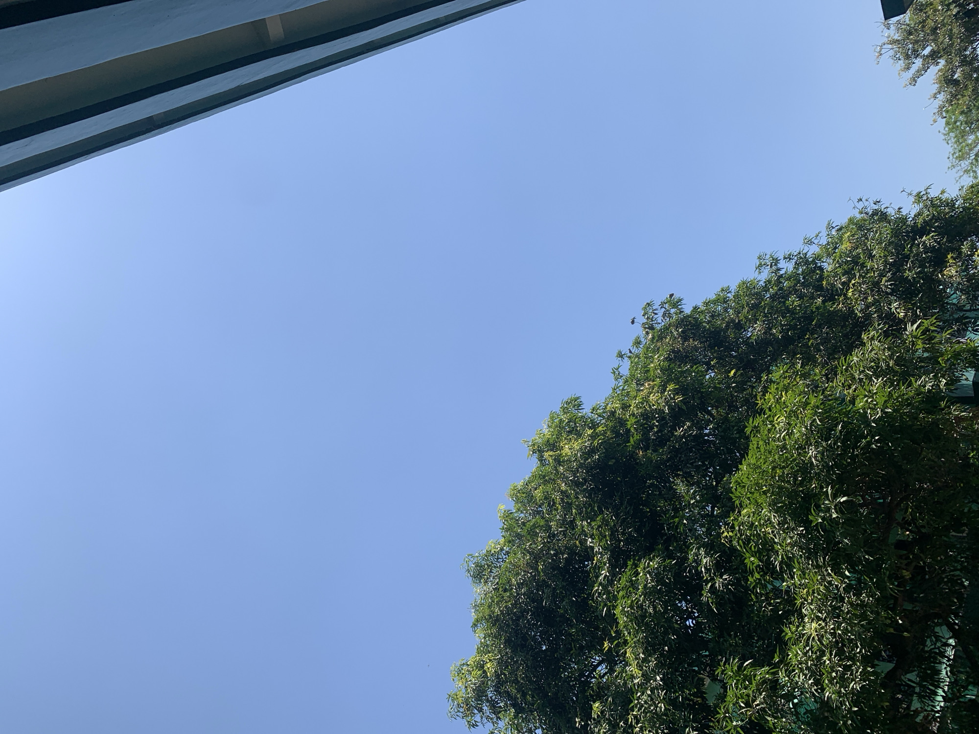 This image captures a bright, clear sky over Makassar, Indonesia, with a lush green tree filling the lower left quadrant. The tree's dense foliage suggests it is a mature specimen, with sunlight dappling through its leaves. To the right, a portion of a building's dark, angular structure juts into the frame from the top, creating a stark contrast with the natural elements. The scene is devoid of any people or explicit human activity, focusing instead on the interplay between the natural environment and man-made architecture under a vibrant blue sky.