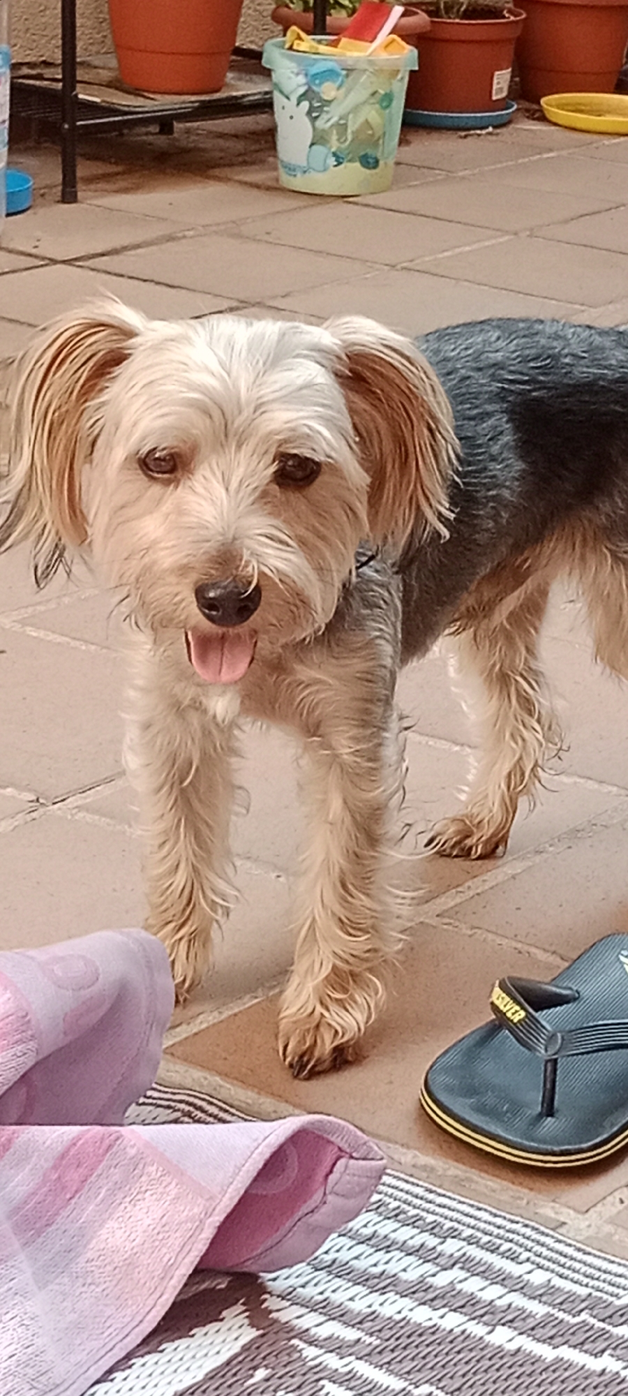 A small, tan and grey dog with floppy ears and its tongue sticking out stands on a tiled patio. In the foreground, a pink towel and a black flip-flop are visible. In the background, there are terracotta pots and a blue bucket filled with colorful objects. The scene is outdoors, likely in a residential area. The dog appears to be in good health.