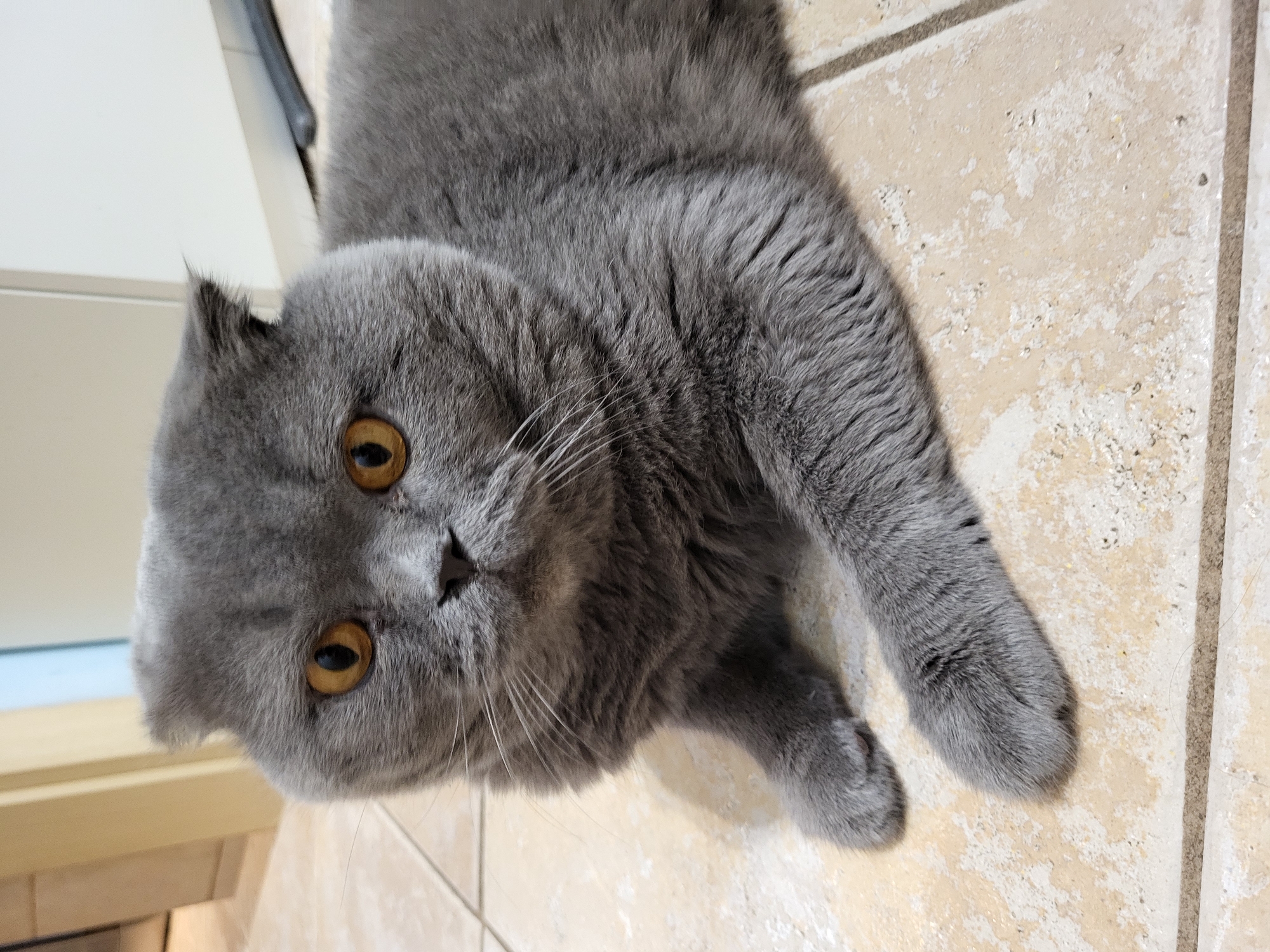 A Scottish Fold cat with grey fur and orange eyes lies on a tiled floor. The cat is in the center of the frame, looking directly at the camera. The background is blurred, showing a doorway and a white cabinet. The cat's ears are folded down, characteristic of the breed. Its front paws are extended.