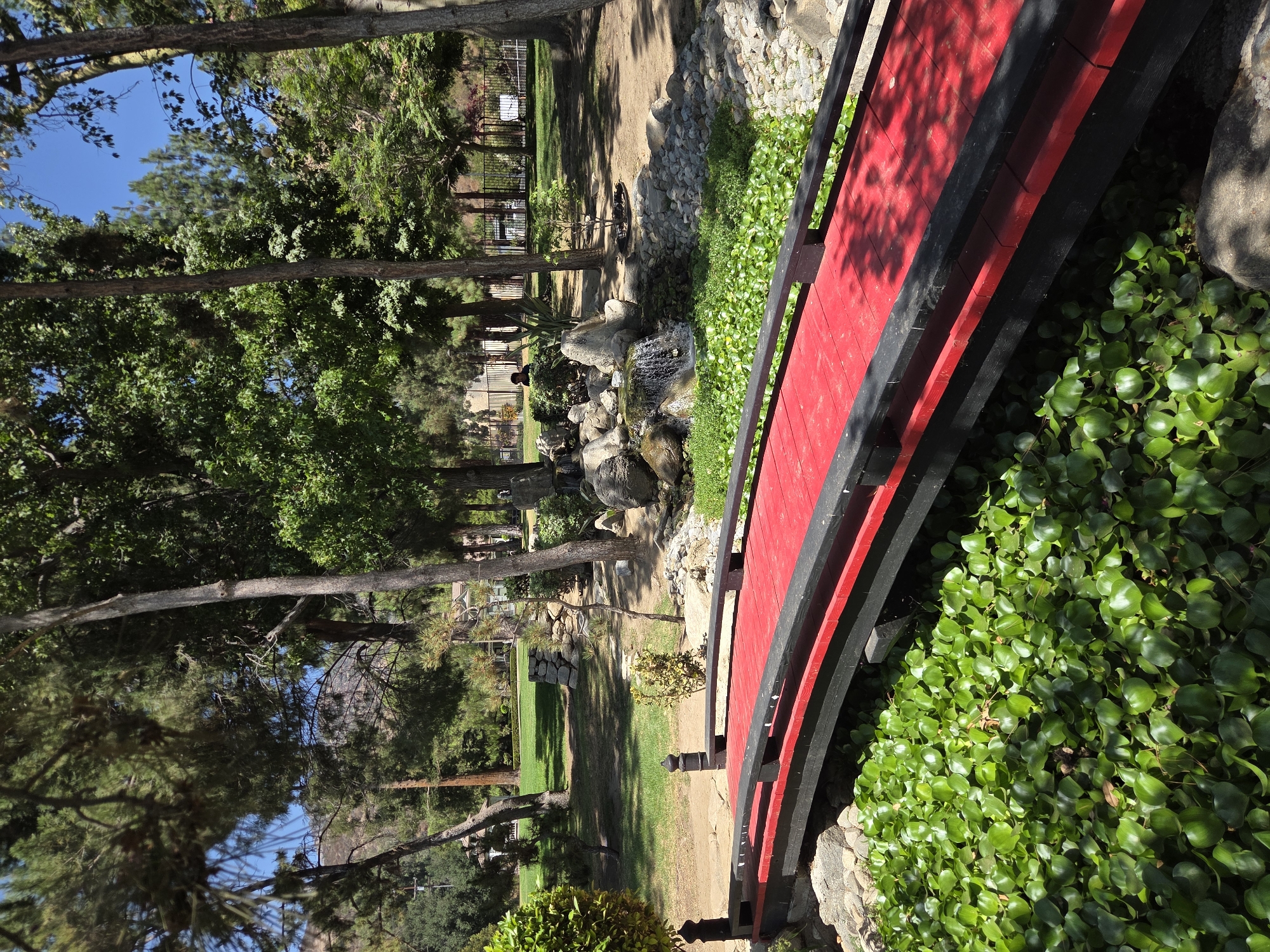 The image depicts a scenic park with a vibrant red and black arched bridge crossing over a pond filled with lush green water hyacinths. In the background, a small waterfall cascades over rocks into the pond. Surrounding the pond are rocks and gravel, with trees providing a canopy overhead and casting dappled shadows. The park features a grassy lawn, mature trees, and a glimpse of residential buildings in the distance. The scene is set in Glendale, United States of America.