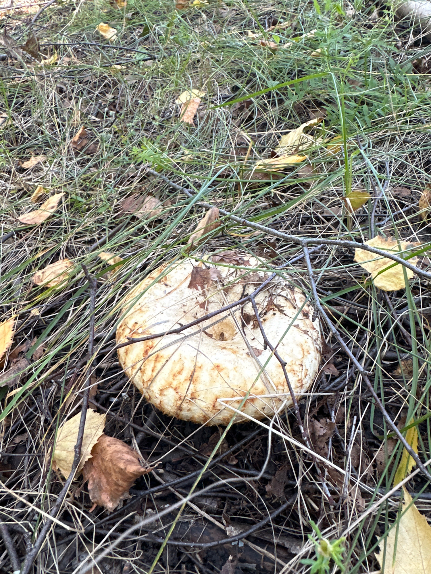 A single mushroom with a wide, off-white cap, tinged with orange-brown markings, rests on the forest floor. The mushroom is partially obscured by fallen twigs and dry leaves, characteristic of an autumn scene. Green grass and brown dried foliage surround the subject. The environment suggests a natural, wooded area, possibly in or near Fedorovka, Russia, given the context. No individuals are present in the image.
