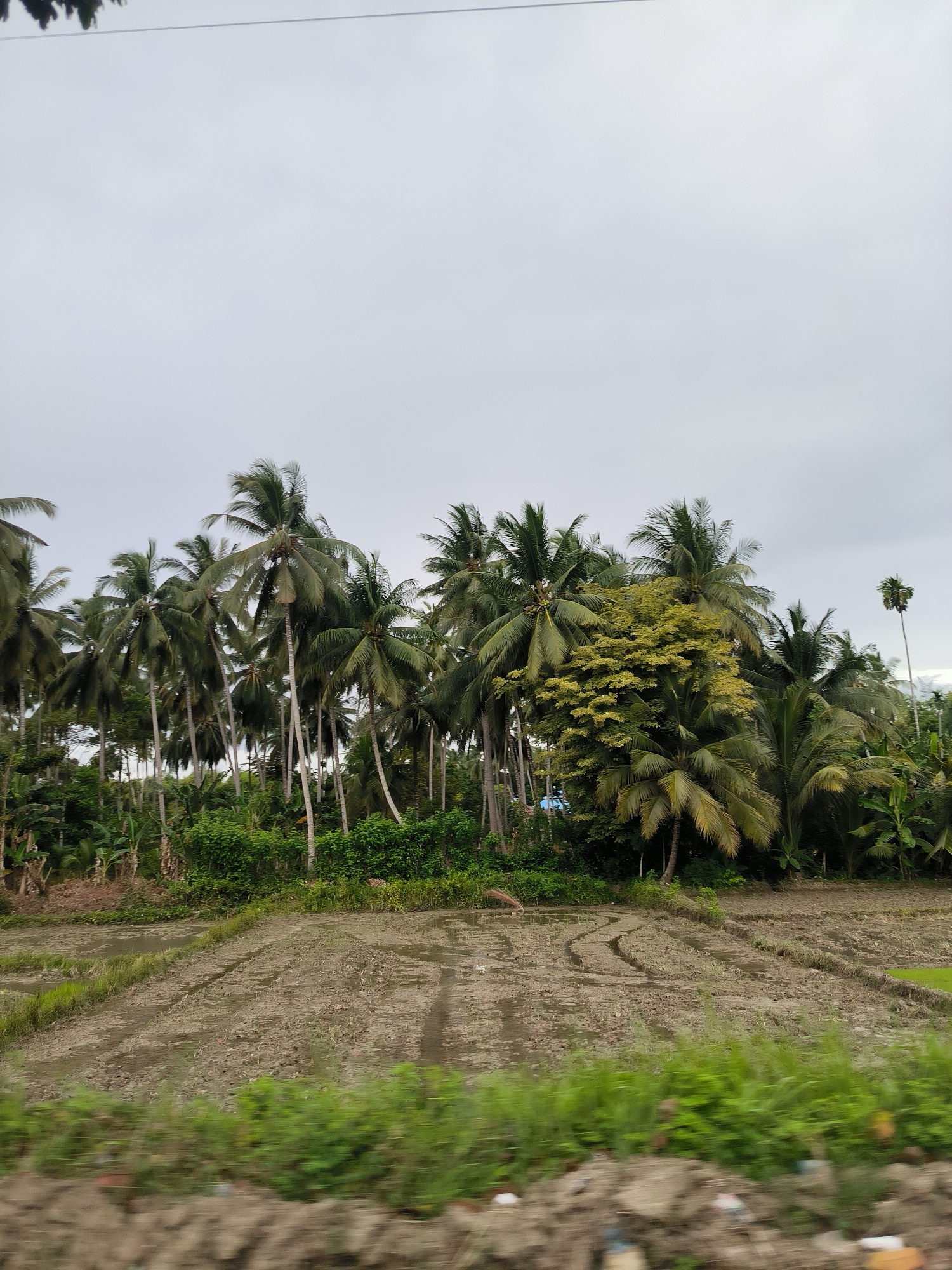 This vertical shot captures a lush, tropical landscape in Glee Gogo, Indonesia, under an overcast sky. The upper third of the image is dominated by a uniform, light gray sky, indicating a cloudy or diffused light day.
The midground features a dense collection of tall coconut palm trees with their characteristic long, slender trunks and large, fanned fronds. These trees create a thick line stretching across the frame, varying in height and lean. Interspersed among the coconut palms are other types of tropical foliage, including a patch of trees with lighter, yellowish-green leaves that stand out against the darker greens of the palms.
In the foreground, a muddy agricultural field, likely a rice paddy, stretches across the width of the image. The soil is dark brown and appears wet, with visible ruts and patterns suggesting recent tilling or preparation. Small patches of standing water are present in the field. On the far right, a small section of brighter green vegetation or young plants is visible within the field, possibly a nursery bed or an area where growth has started. The very bottom of the frame shows blurred green and brown elements, suggesting the photo was taken from a moving vehicle. There are no people visible, nor any discernible text. The scene depicts a quiet, fertile rural area.