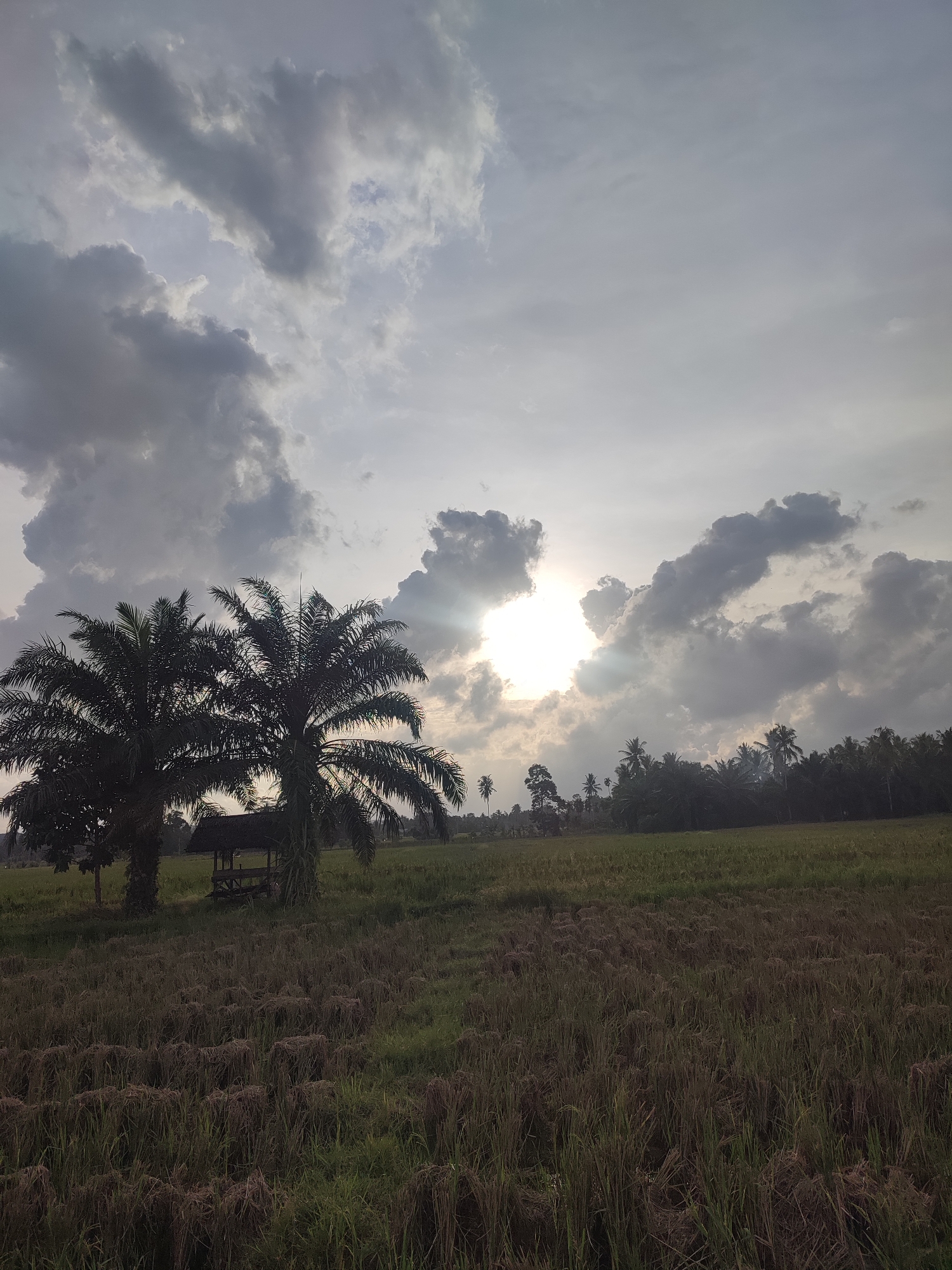 The image shows a rural landscape in Lhokjok, Indonesia. In the foreground is a field of harvested rice stalks. Two palm trees stand on the left side of the field, partially obscuring a small, wooden structure with a thatched roof. The middle ground consists of other trees and vegetation. In the background, a line of trees is visible. The sky is overcast with grey clouds and the sun is shining through a gap in the clouds, casting rays.