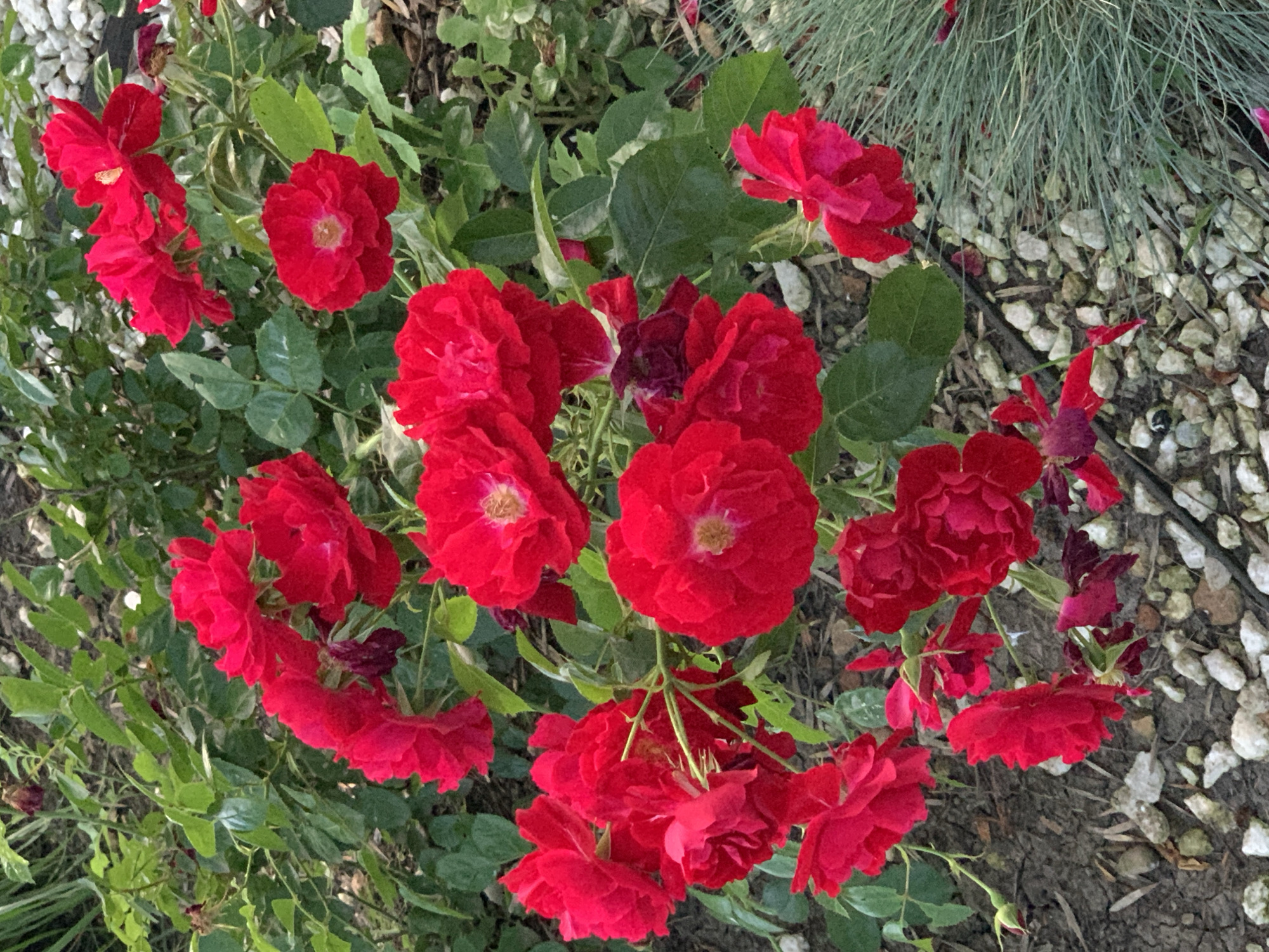 A cluster of bright red roses is in full bloom in a garden setting. The roses, in various stages of opening, have delicate, ruffled petals. Some roses are fully open, revealing their yellow stamens, while others are still budding. Lush green foliage provides a backdrop, with some leaves showing variegated patterns. The ground is covered with a mix of dark soil and small, light-colored stones, interspersed with dry leaves and mulch. In the lower right portion of the image, a patch of fine, bluish-green ornamental grass adds texture. The lighting suggests an outdoor daytime scene.