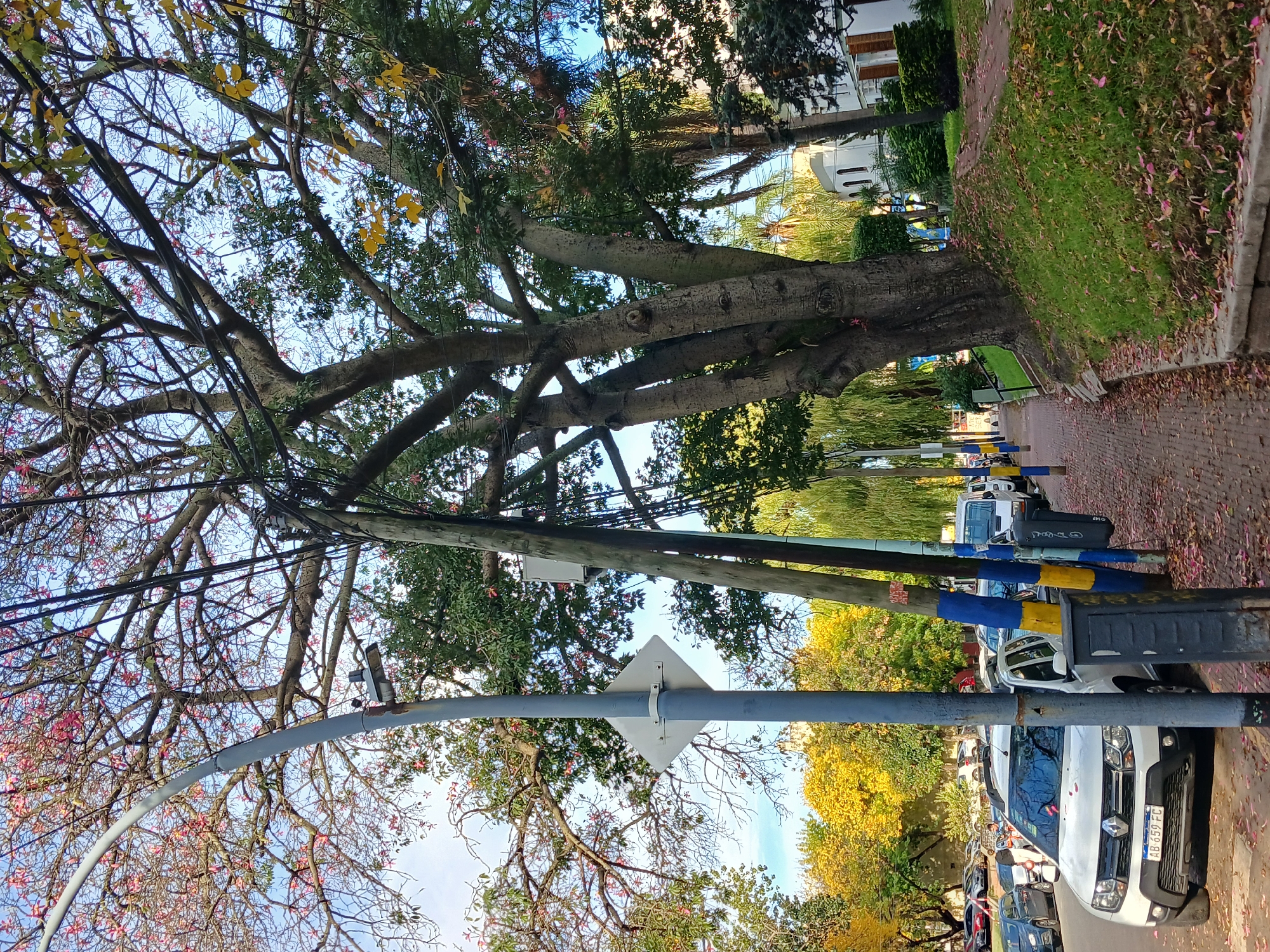 The image shows a street scene in Buenos Aires, Argentina. The view is taken from the side of a road, next to a sidewalk paved with bricks covered with fallen pink petals. A large tree with thick branches dominates the center of the frame. The tree's branches intersect with overhead power lines and a gray streetlight pole. A white diamond-shaped sign is mounted on the pole. Several parked cars line the street, including a white Renault Duster with license plate AB 459 FG. Blue and yellow paint marks some poles along the sidewalk. A grassy area extends behind the tree towards buildings further down the street. The sky is visible through the branches, showing a mix of blue and white. Other trees with yellowing leaves are visible in the background. The scene appears to be set during autumn. There are no people clearly visible.