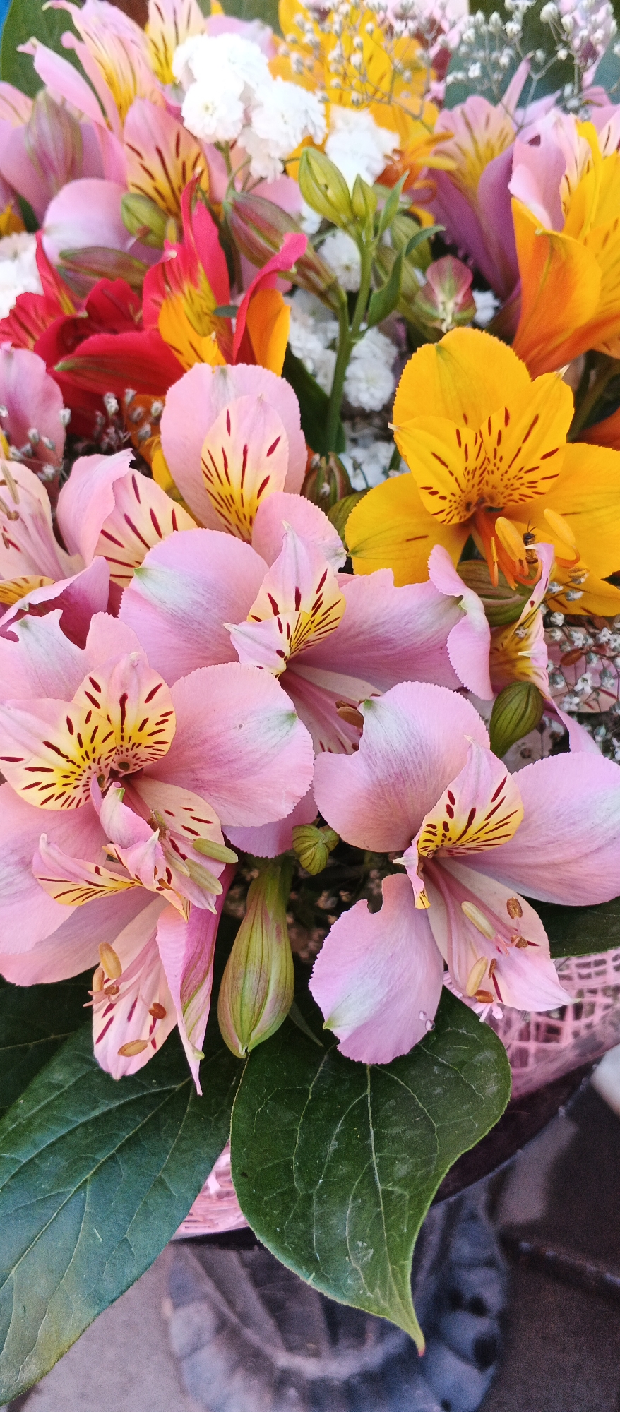 A close-up, eye-level shot captures a vibrant bouquet of alstroemeria flowers. The flowers exhibit a variety of colors, including soft pink, bright yellow, and vivid red. The pink alstroemeria, positioned prominently in the foreground, features delicate petals with striking red-brown streaks and yellow centers. Yellow alstroemeria, with similar markings, are visible in the upper right, while red and orange varieties are interspersed among the pink and yellow blooms. Small, white, filler flowers add texture and depth to the arrangement. Dark green leaves form the base of the bouquet, with visible veins and a slight sheen. The bouquet is partially wrapped in a translucent pink material, creating a subtle textured background. The overall impression is one of natural beauty and a celebration of floral diversity. The image shows no discernible urban or environmental context that would suggest a specific location within Smila, Ukraine, or any other city.