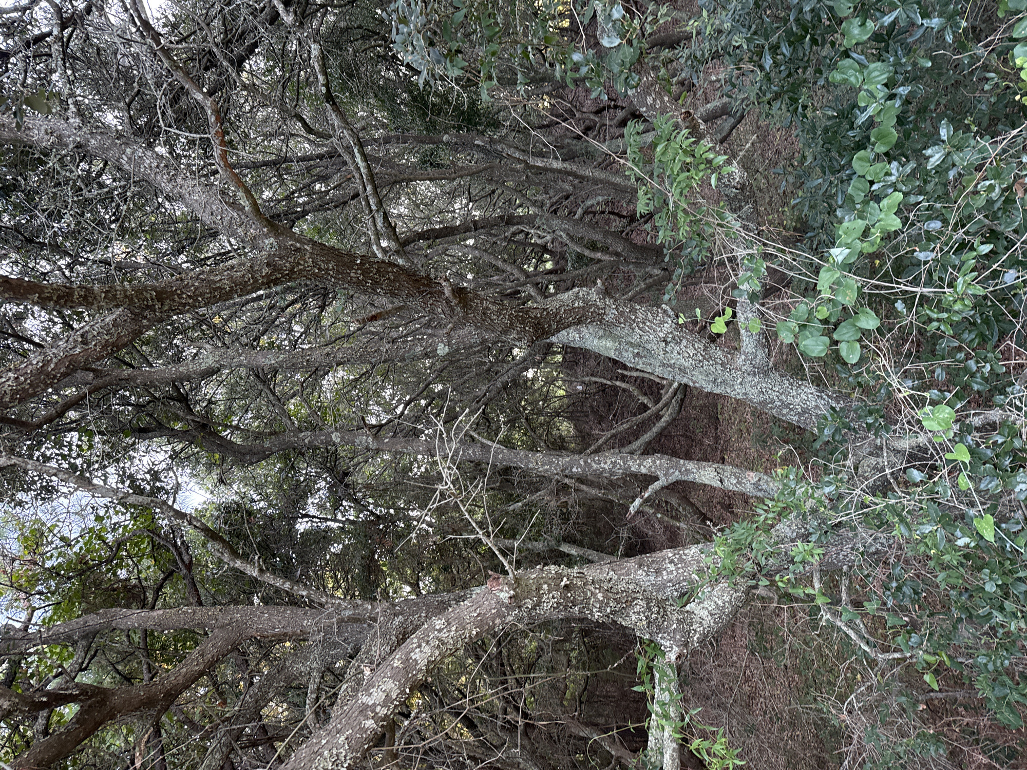 The image depicts a dense forest scene with numerous gnarled trees. The trees have rough, textured bark, some of which is covered in lichen. The branches are intertwined, creating a canopy that filters the light. Green foliage is visible throughout the scene, both on the trees and as undergrowth on the forest floor. The ground appears to be covered in fallen leaves and debris. The overall impression is one of a natural, wild environment. This scene is located in Nags Head, United States of America.