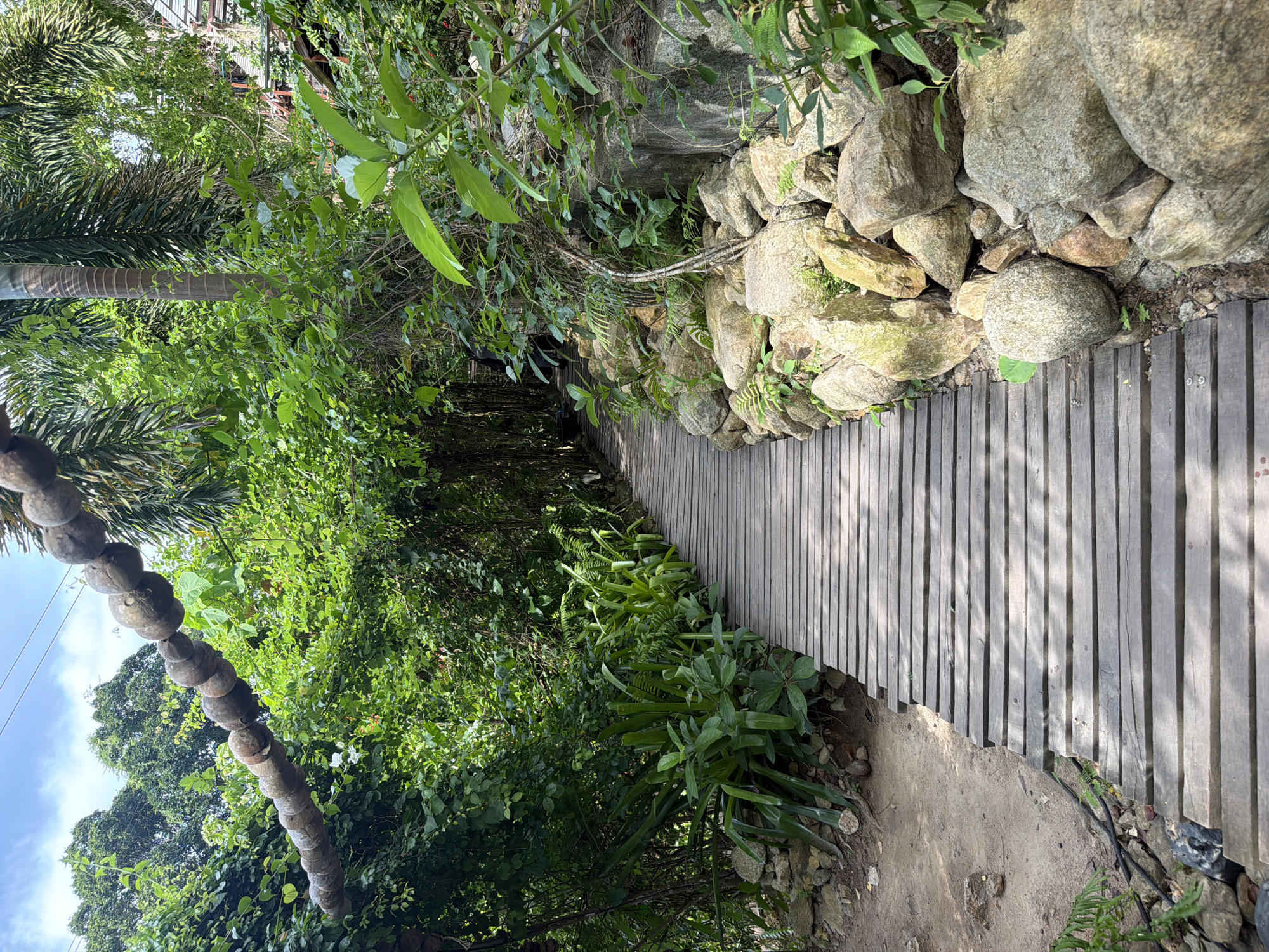 A wooden boardwalk curves through a lush, tropical environment in Ko Samui, Thailand. The boardwalk, constructed from weathered gray planks, is bordered on the right by a jumble of large, natural rocks and various green plants, including ferns. On the left, the boardwalk is edged by sandy soil and more dense foliage. Above the path, a rustic decorative element made of strung coconuts hangs from a wire. The scene suggests an outdoor pathway within a garden, resort, or natural park setting, characterized by abundant vegetation and natural elements. The sky above is partly cloudy. There are no people visible in the image.