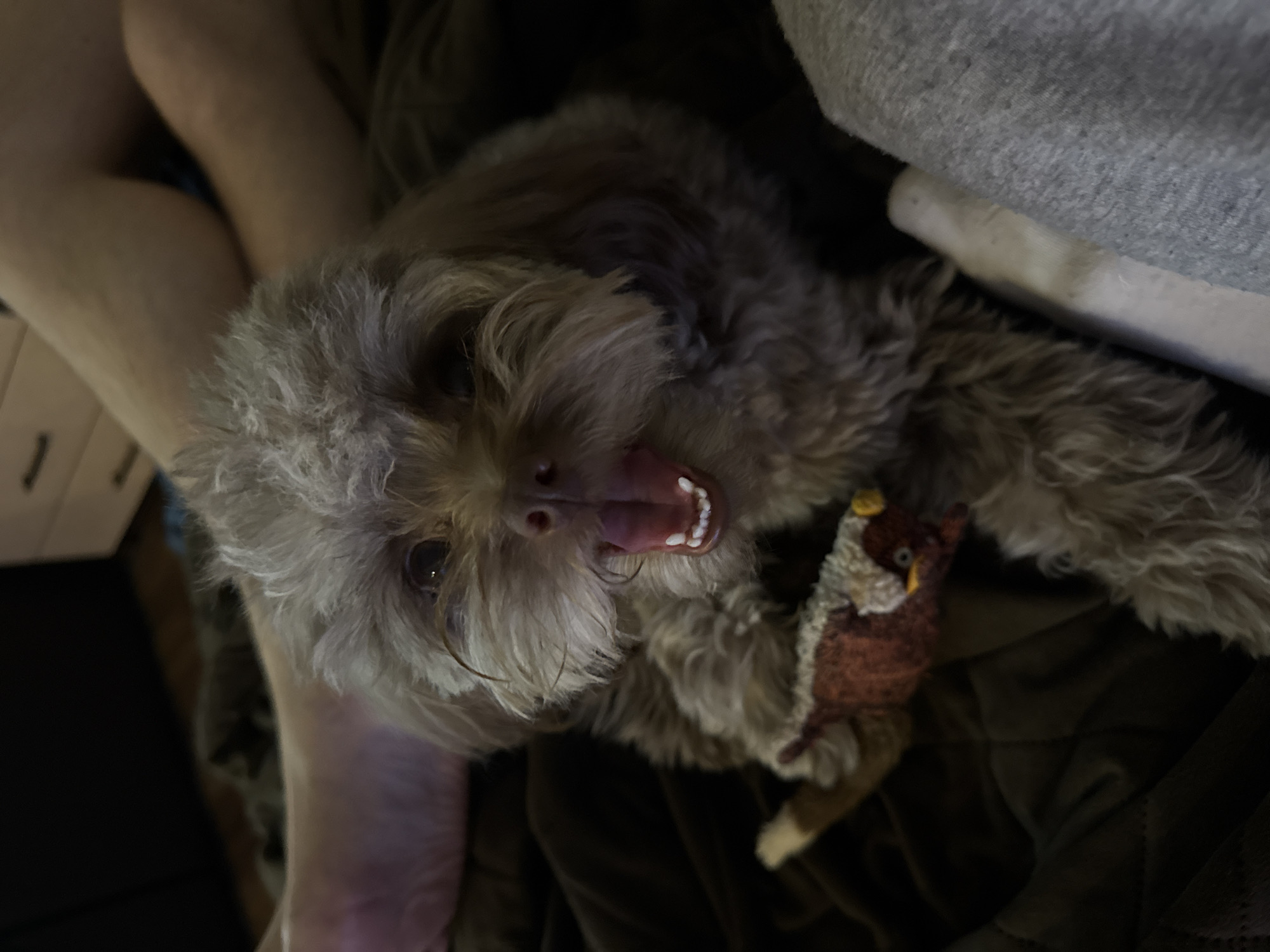 A small, fluffy brown dog with a toy in its paws is lying on a dark brown blanket. The dog appears to be yawning, with its mouth wide open and teeth visible. The background is dark and out of focus, but suggests an indoor setting with furniture. The image is a close-up shot, focusing on the dog's face and upper body. There is no visible information in the image to indicate a location in the city of Khimki, Russia.