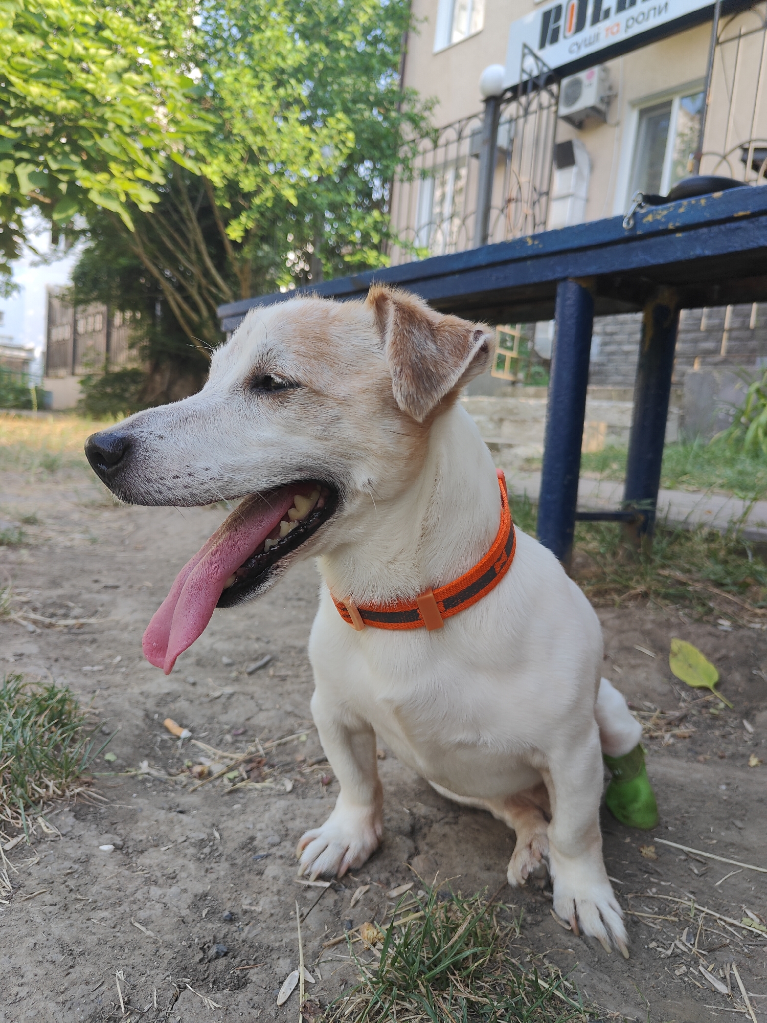 A medium shot captures a tan and white Jack Russell Terrier sitting outdoors. The dog is facing left, with its mouth open and a long, pink tongue hanging out. Its ears are perked, and its eyes are partially closed, suggesting a relaxed or perhaps warm state. The dog wears an orange collar with black detailing. A green sock or bandage is visible on its rear right leg.
The setting appears to be an urban or semi-urban environment. In the background, a building with windows and a sign is visible. The sign is partially obscured but has text that appears to be in Cyrillic script. A dark blue bench or table with metal legs is positioned behind the dog. The ground is a mixture of dirt, scattered leaves, and some dry grass. A few discarded cigarette butts are also visible on the ground near the dog. Lush green trees with full foliage are present in the upper left portion of the image, casting dappled light.
The lighting suggests it is daytime, likely with bright sunlight, given the clear visibility and shadows. The overall mood is casual and observational, focusing on the dog's presence in its environment. The presence of the building, bench, and pavement cues suggest an outdoor area such as a park, a cafe's outdoor seating, or a public square. The dog's relaxed posture and panting indicate it may be warm. The location context of Chornomorsk, Ukraine, places this scene within that specific geographical area.