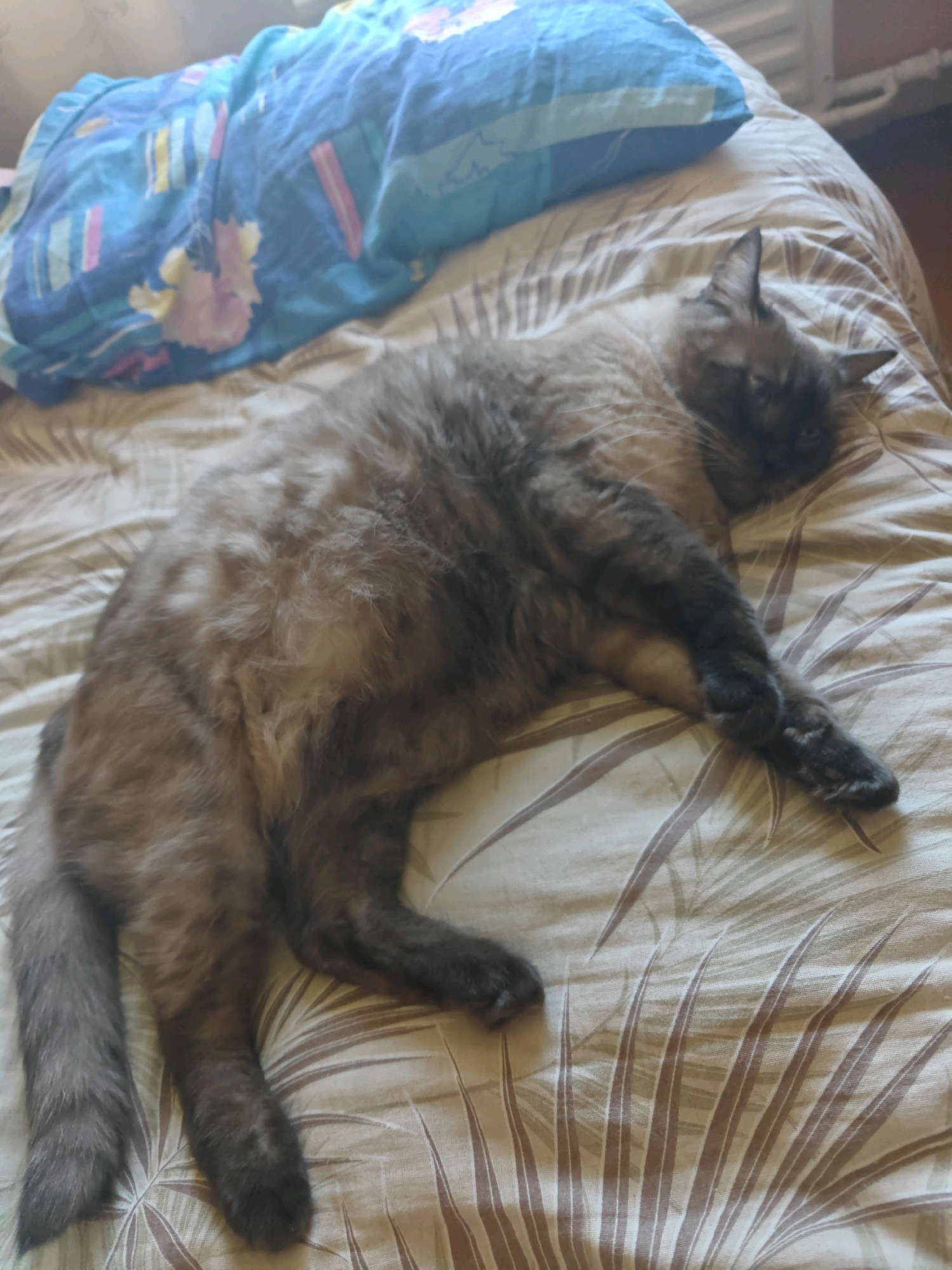 A fluffy, brown and grey Siamese cat is lying on a bed with a patterned duvet. The cat is curled up, facing away from the camera, with its head resting on its paws. A blue pillow with a colorful pattern is placed behind the cat. The bed appears to be in a bedroom. The image was taken in Rubtsovsk, Russia.