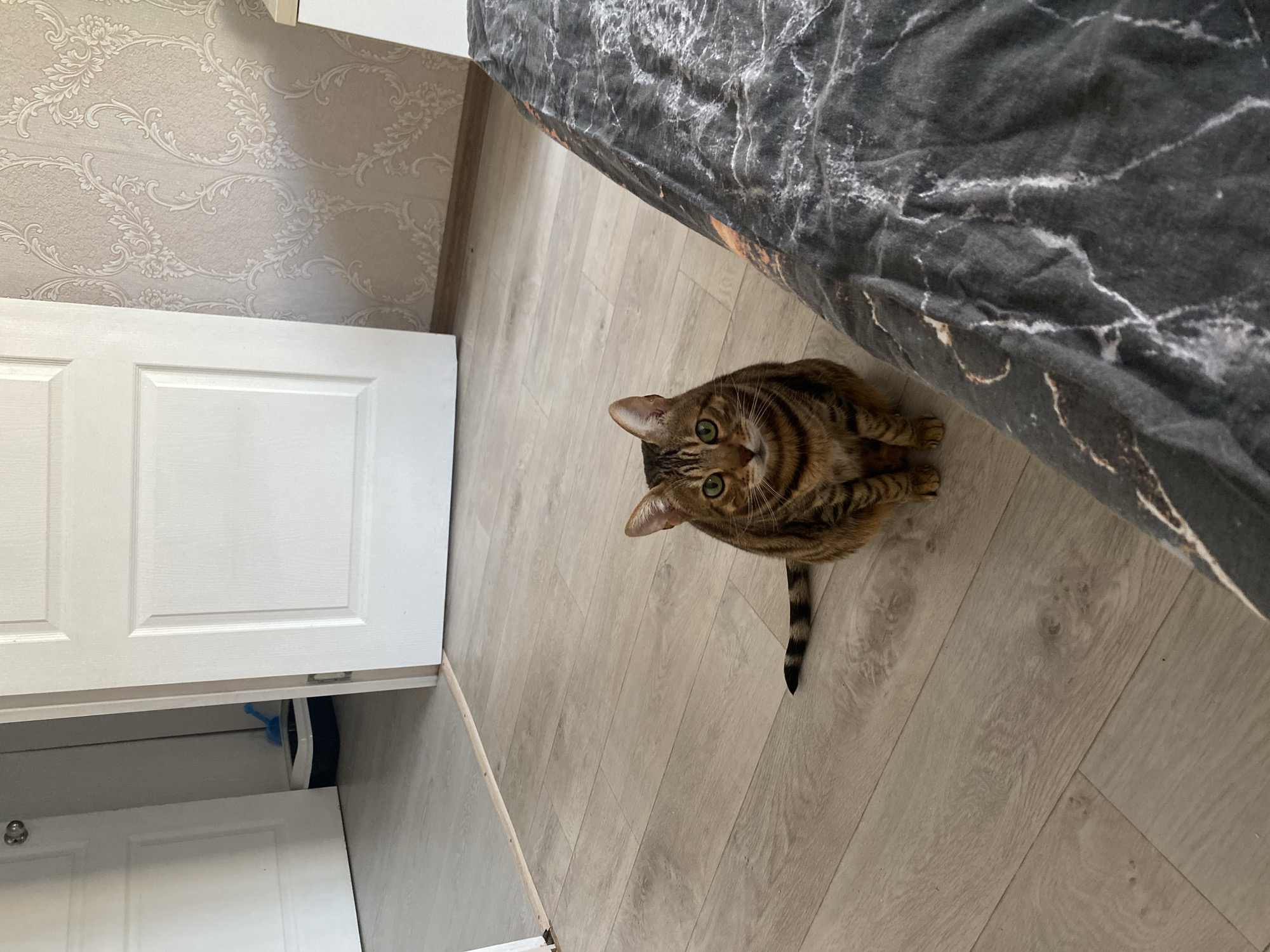 A brown tabby cat sits on a light-colored, wood-grain floor. The cat is positioned near the corner of a room, next to a bed draped with a gray and white patterned cover. A white door is partially visible to the left of the cat, adjacent to wallpaper with a decorative floral pattern. The location is Chaikovsky, Russia.