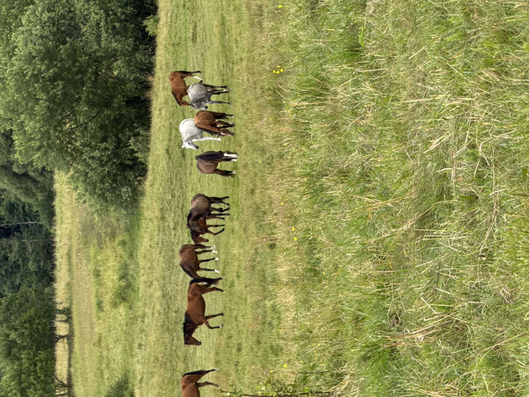 In a lush, green meadow within the city of Bendoriai, Lithuania, a herd of horses grazes peacefully. The meadow is characterized by tall, vibrant green grass, interspersed with a few yellow wildflowers, creating a picturesque natural setting. In the background, a dense cluster of mature trees, including deciduous varieties with full canopies, borders the meadow, suggesting a rural or park-like environment.
The herd consists of several horses of varying colors and sizes. A white horse stands out amongst the brown and grey horses. Some horses are actively grazing, with their heads lowered to the ground, while others are standing and observing their surroundings. Their poses suggest a relaxed and calm atmosphere, indicative of their comfort in the environment.
The lighting in the image suggests it was taken during daylight hours, possibly on a cloudy day or with the sun not directly overhead, as the shadows are not harsh. The overall impression is one of tranquility and natural beauty, showcasing the harmonious coexistence of the horses and their environment in Bendoriai.