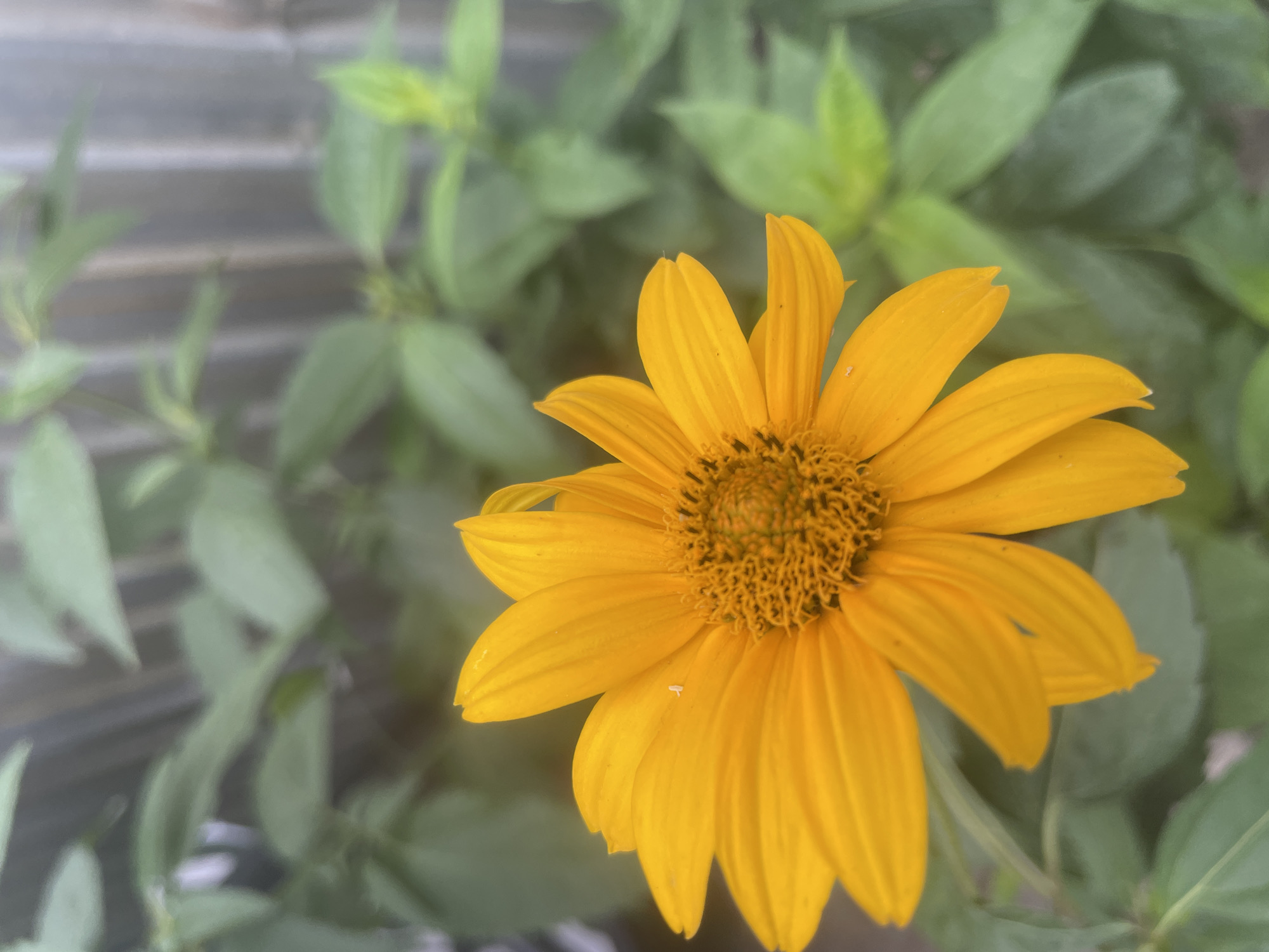 A close-up, eye-level, vertical shot focuses on a vibrant yellow daisy-like flower, with its petals fanned out and its central disc a darker brown. The flower is positioned slightly to the left of the frame, dominating the foreground. Its petals are broad and pointed, with a subtle texture visible. A small, white speck, possibly an insect or pollen, rests on one of the petals.
The background is softly blurred, suggesting a shallow depth of field. Lush green foliage fills the mid-ground, with some leaves appearing lighter green and others a deeper shade. Behind the foliage, a vertical, grey wooden fence is partially visible, indicating an outdoor setting, possibly a garden or yard. The overall lighting is soft and diffused, casting no harsh shadows and contributing to the gentle, natural atmosphere of the scene.
Given the image's content, it is highly unlikely that its exact location in Almaty, Kazakhstan can be determined. The image depicts a common natural scene, a flower in a garden, which could be found in numerous locations within any city. There are no identifiable landmarks or specific environmental features that would allow for precise geographic pinpointing to a particular street, park, or neighborhood within Almaty.