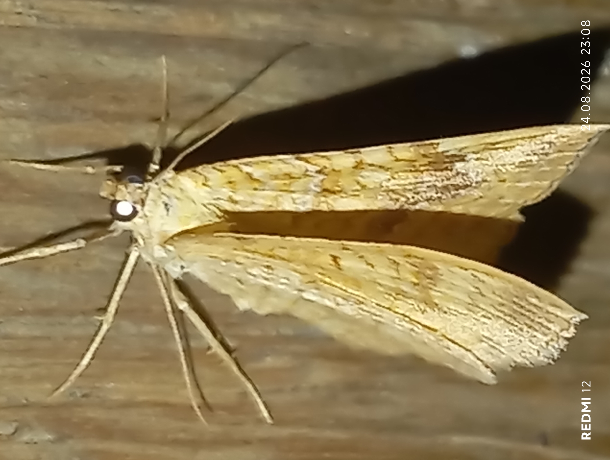 A close-up, overhead shot shows a pale yellow moth with intricate brown markings clinging to a textured, vertical wooden surface. The moth's wings are partially open, revealing delicate veins and a frayed edge on the lower wing. Its body is covered in fine hairs, and it has prominent, dark eyes with a bright reflection. Six thin, segmented legs extend outwards from its body, with some resting on the wood. The background is a soft-focus wooden grain. The bottom left of the image has the text "REDMI 12" and the bottom right has "24.08.2026 23:08". The location is not specified in the image or its metadata.