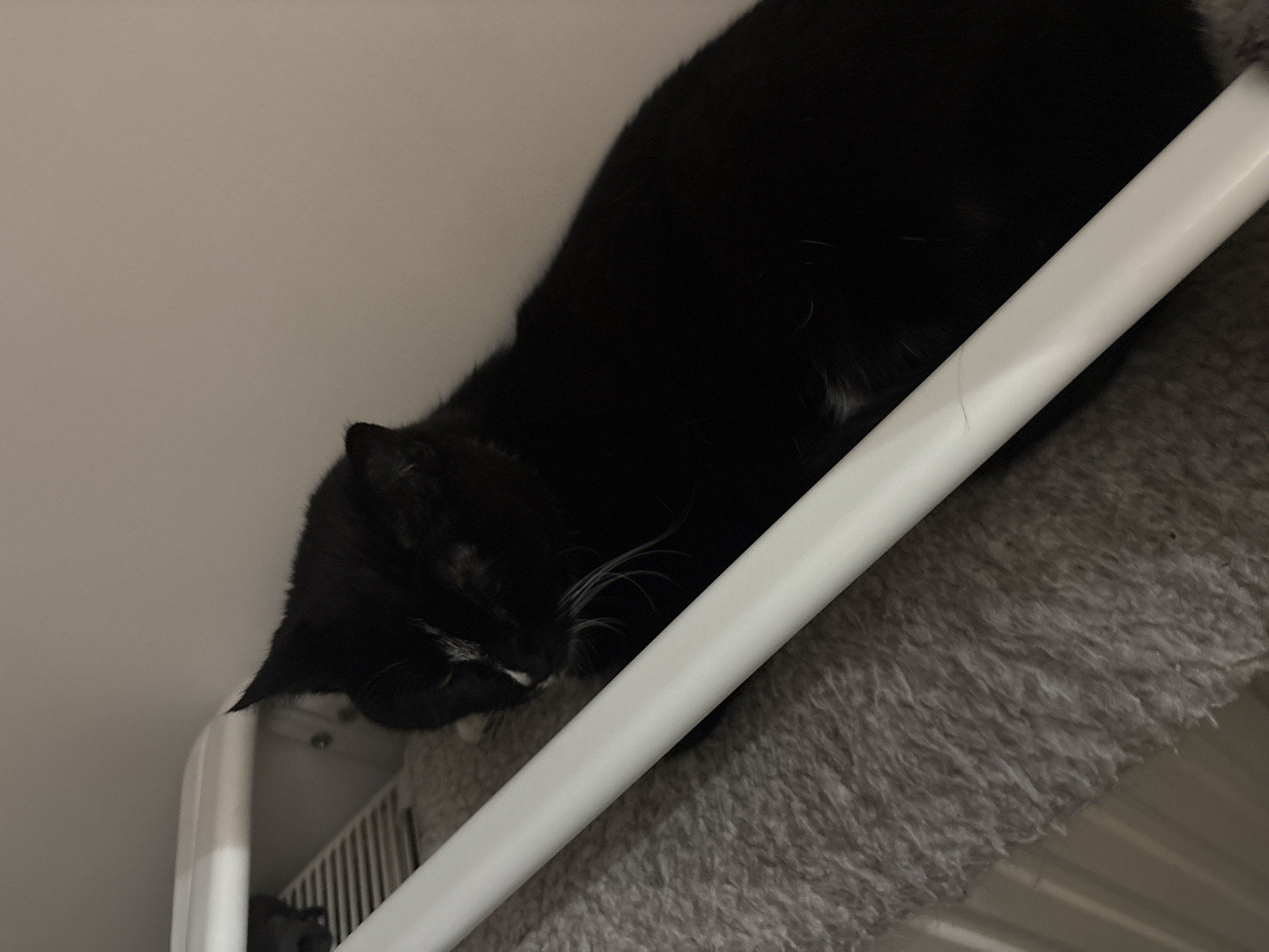 A black cat is depicted sleeping soundly indoors, curled up on a soft, grey, shaggy surface. The cat, mostly black, features distinctive white markings on its nose and chin, complemented by prominent white whiskers. Its eyes are closed, suggesting a deep state of rest. A white, rounded bar or frame runs diagonally across the mid-ground, positioned in front of the cat. In the background, a plain white wall is visible, and below the fluffy surface, part of a white radiator or similar slatted structure can be seen. The lighting in the image is dim, indicative of an indoor environment, possibly during evening or nighttime hours. The cat's relaxed posture conveys a sense of comfort and tranquility. There is no visible text in the image. This scene is likely set within a home in Estaimpuis, Belgium.
