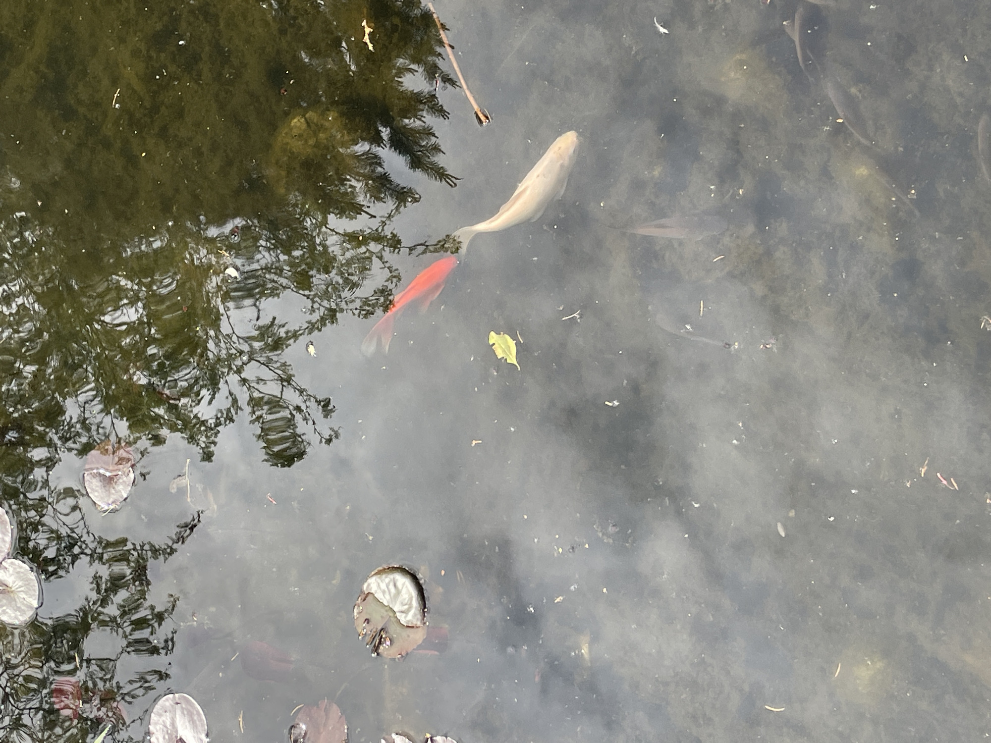 A pond with several fish swimming in it. One fish is white, another is red. There are lily pads floating on the surface of the water. The reflection of trees can be seen on the water's surface.