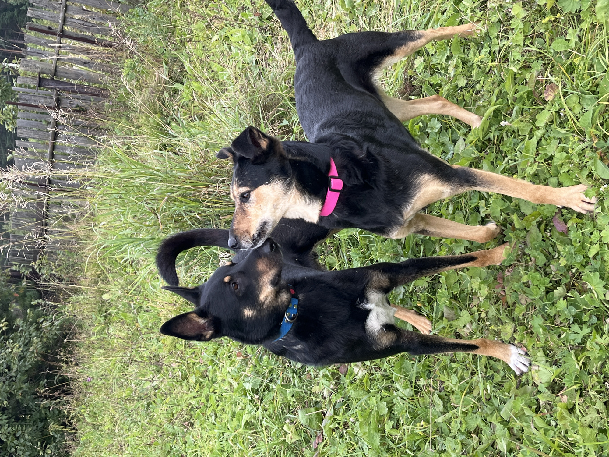 Two dogs, one black with tan markings and a blue collar, and another black and tan dog with a pink collar, are standing in a grassy area in front of a weathered wooden fence. The dogs are facing each other, with their heads close together, appearing to be interacting. The environment is outdoors, with tall grass and some trees visible in the background. The lighting suggests it is daytime.