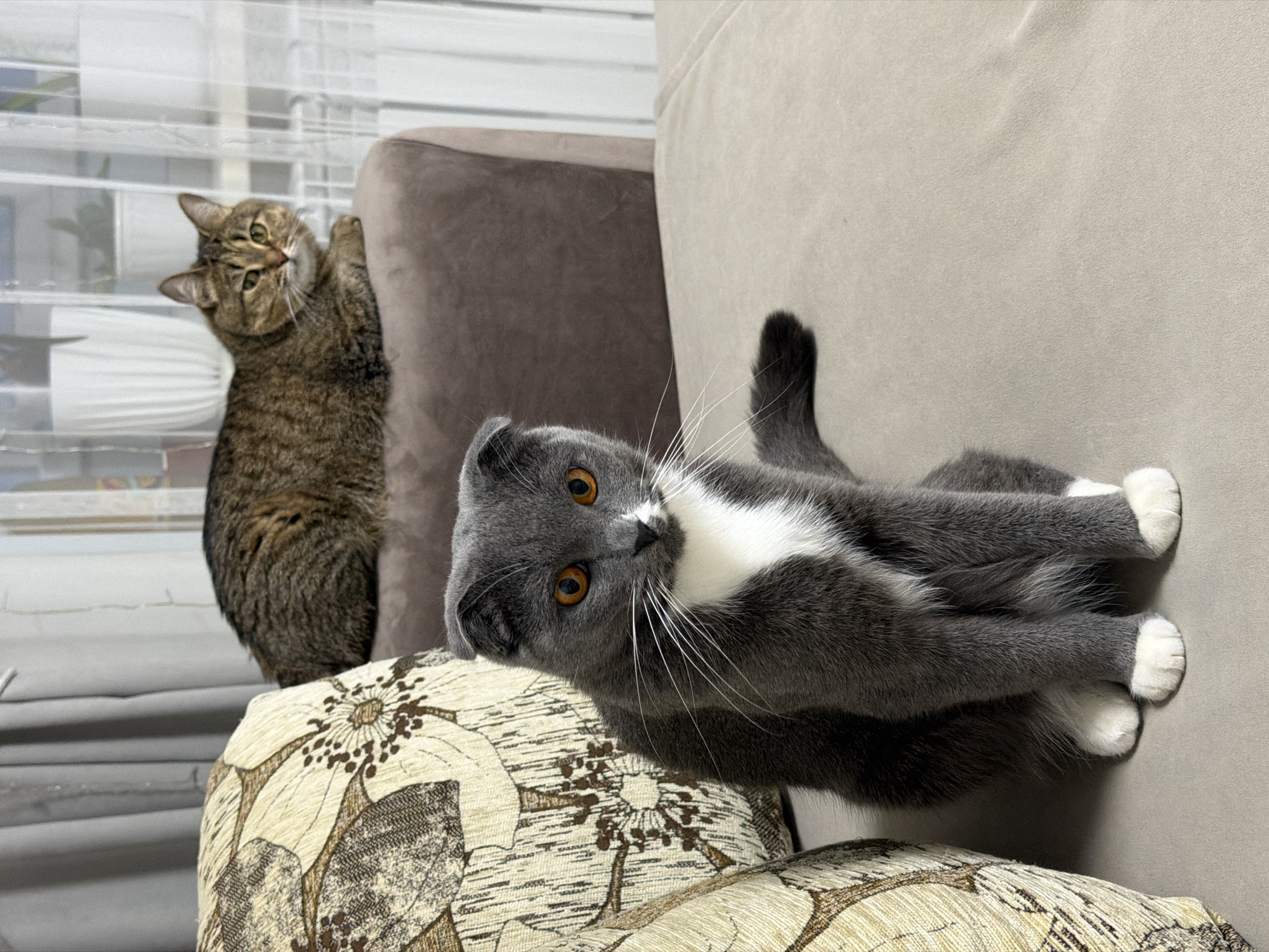 The image shows two cats in an indoor setting, likely a home. A tabby cat is standing on a patterned pillow or cushion, leaning against a brown upholstered object (possibly a chair or sofa armrest) near a window with blinds. The tabby cat is looking towards the camera with its head tilted. To the right, a grey and white cat is lying on a beige sofa cushion, also looking at the camera with its body twisted. The grey and white cat has white paws. The scene appears to be a casual, candid snapshot of the cats in their living environment. The location is Chaikovsky, Russia.