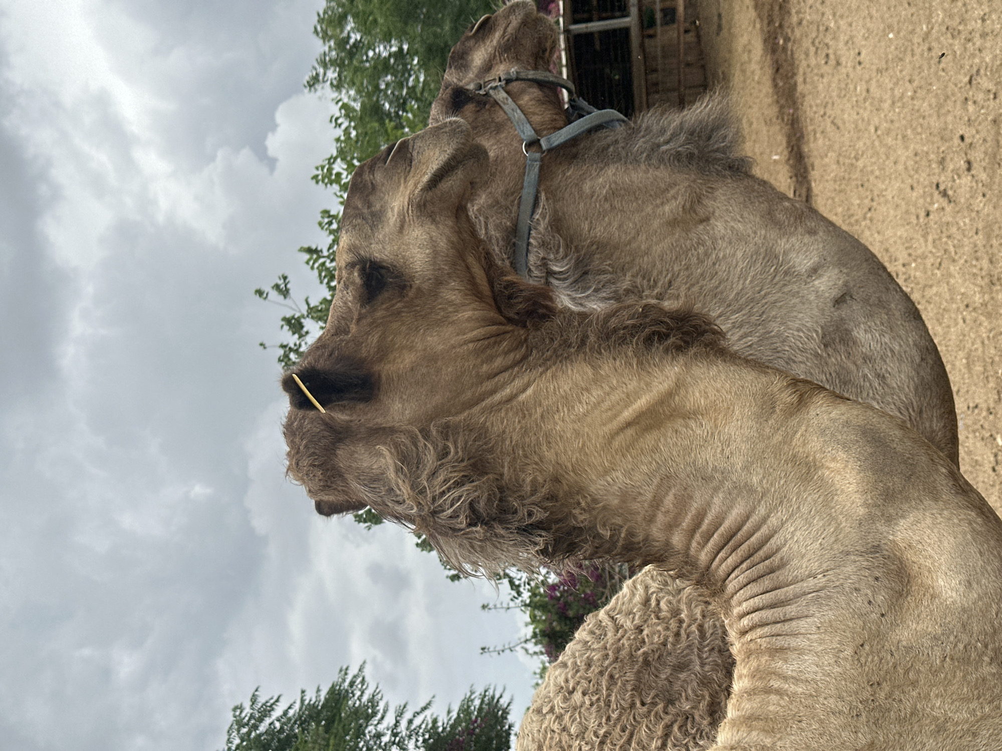 A close-up, side-profile view captures a light brown camel looking towards the left, set against a cloudy sky. The camel's head, neck, and part of its back and hump are visible. It has shaggy, slightly darker fur around its face and neck, with a lighter, smoother coat on its body, showing some skin folds on its neck and shoulder. A light blue or grey halter or bridle is fastened around its head. A yellow, stick-like object is visible near or in its mouth/nose area.
Partially visible in the lower right, nestled against the camel, is another animal with distinctly curly, light brown fur, possibly a sheep or another camelid.
The background features a grey, overcast sky with soft, prominent clouds dominating the upper half of the image. Green trees and foliage are visible on the left and in the lower background. On the right, the ground is sandy or dirt-colored, and a light-colored wall or structure can be seen in the upper right. The scene depicts a calm, outdoor setting during daytime under cloudy weather, possibly on a farm or animal enclosure in Elishama, Israel. There is no visible text in the image.