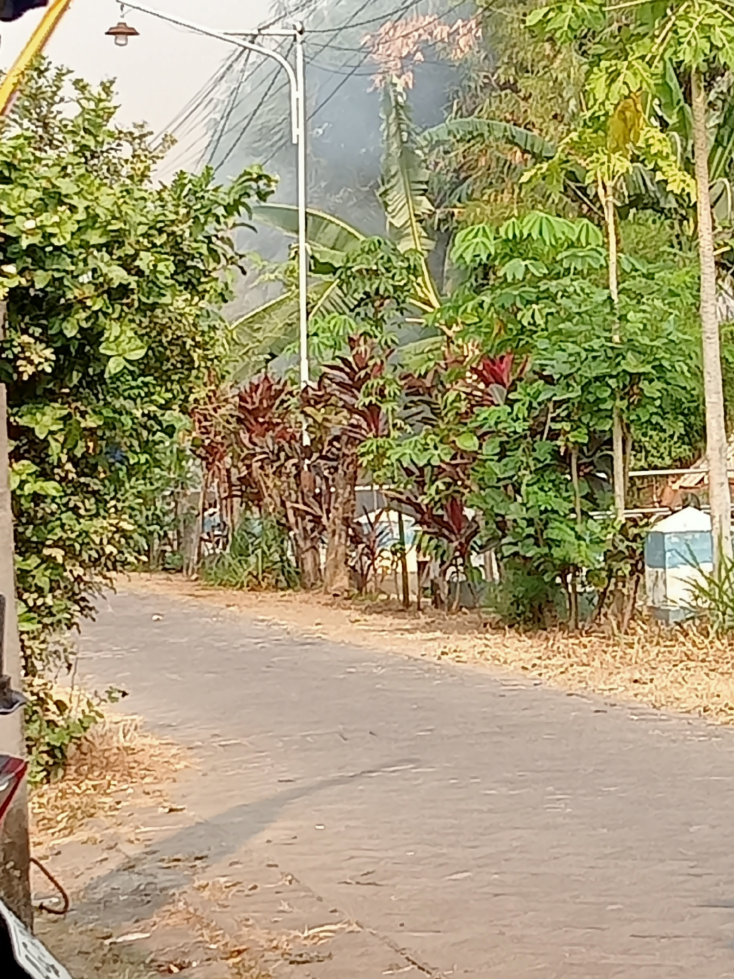 The image depicts a sun-drenched street scene in a rural area, likely Majan, Indonesia. A paved road occupies the foreground, with dry, brown foliage lining its edges. On the left side of the road, lush green trees and bushes create a dense barrier. On the right, a row of plants with reddish-bronze leaves stands out against the greenery, with a light pole and overhead wires visible in the background. Further to the right, a small, blue-and-white structure, possibly a utility box or small building, is partially obscured by vegetation. The overall impression is one of a quiet, tropical environment.